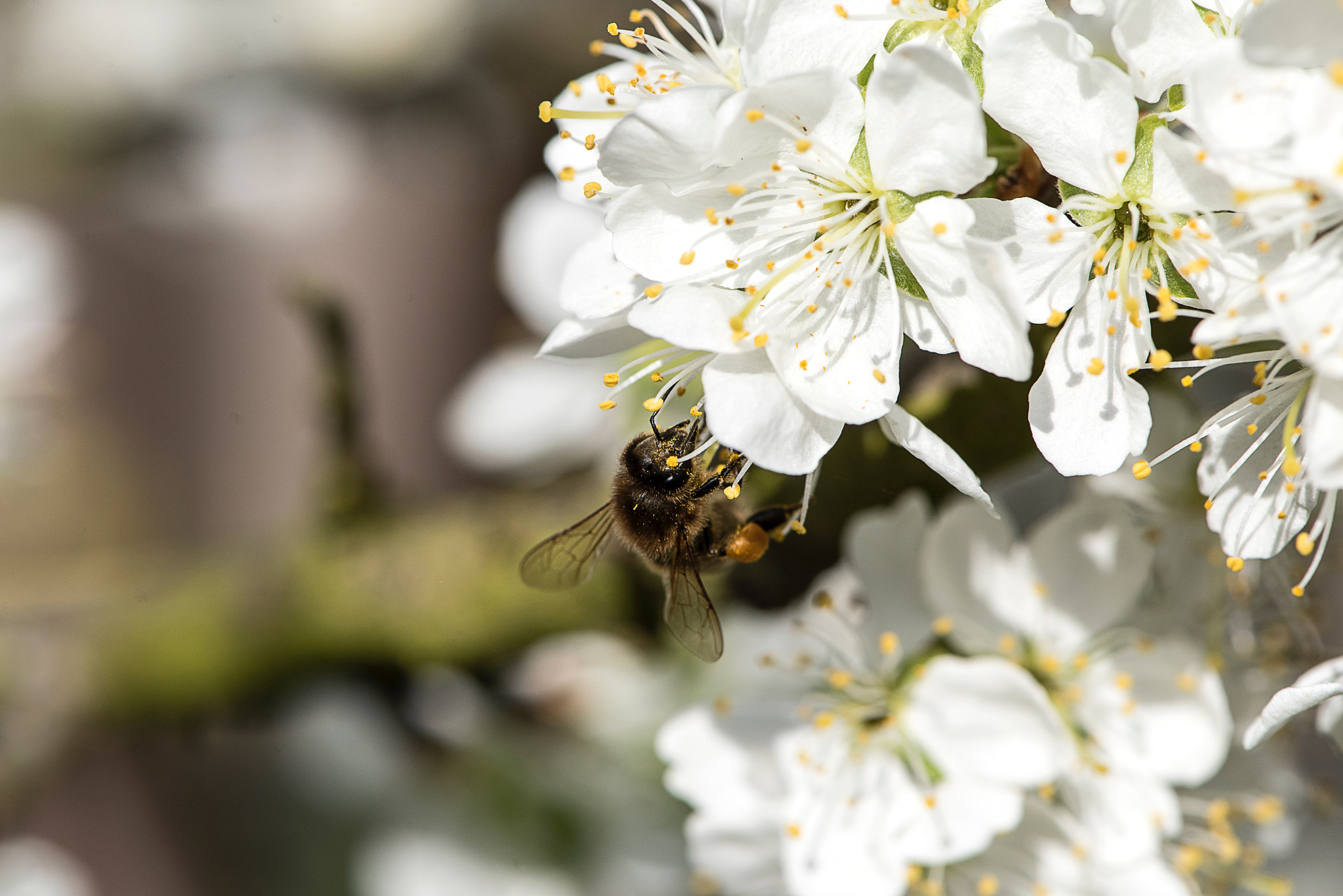 Nikon AF-S Micro-Nikkor 105mm F2.8G IF-ED VR sample photo. Bee, north yorkshire spring day. photography