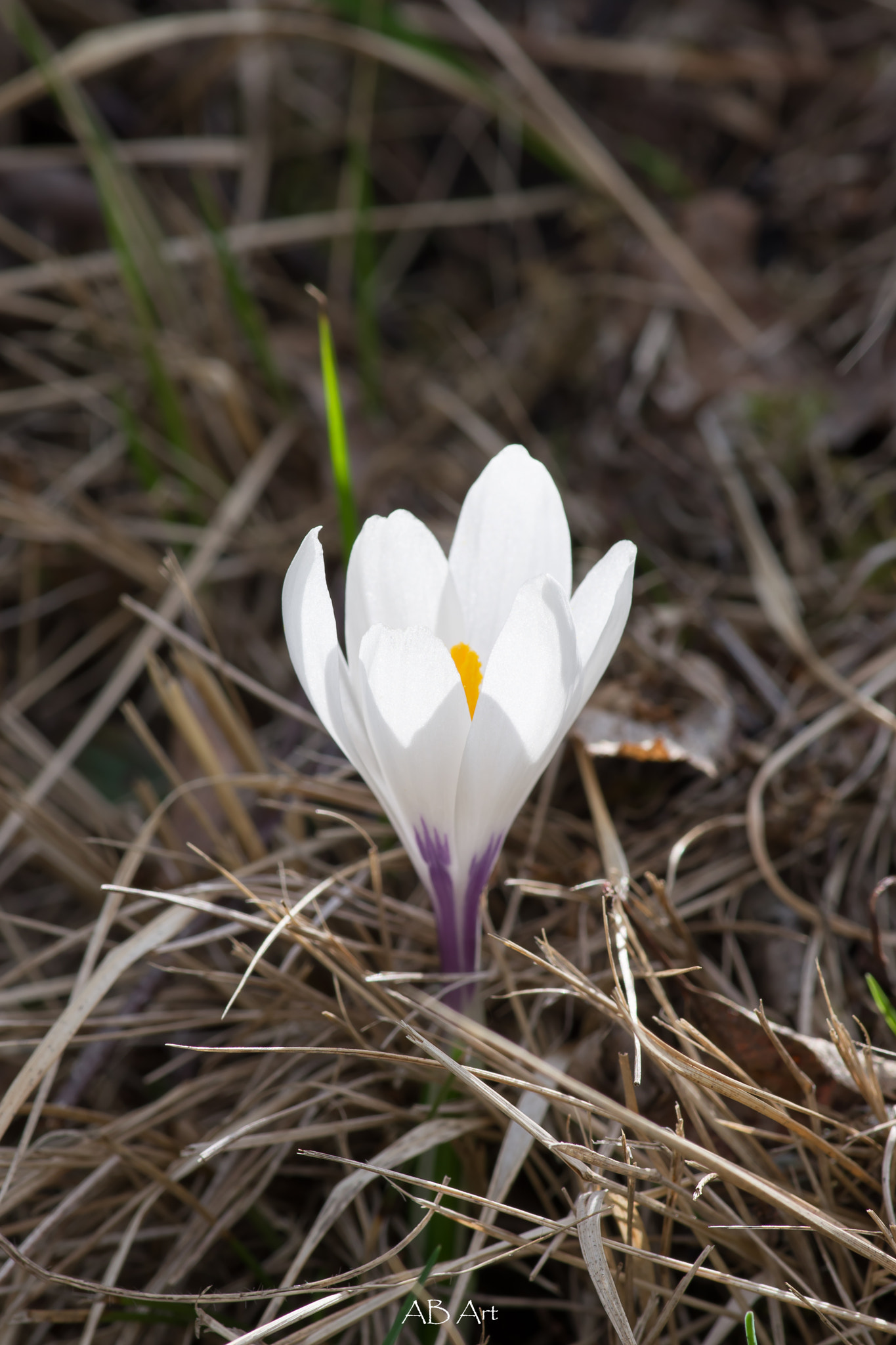 Pentax K-70 + Pentax smc D-FA 100mm F2.8 Macro WR sample photo. Krokus photography