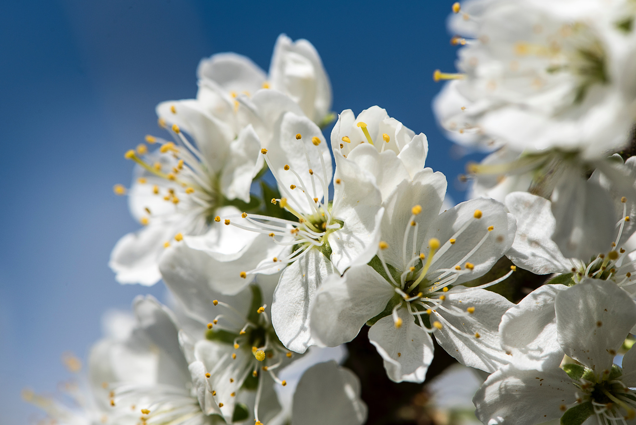 Nikon AF-S Micro-Nikkor 105mm F2.8G IF-ED VR sample photo. North yorkshire spring day. 1 photography