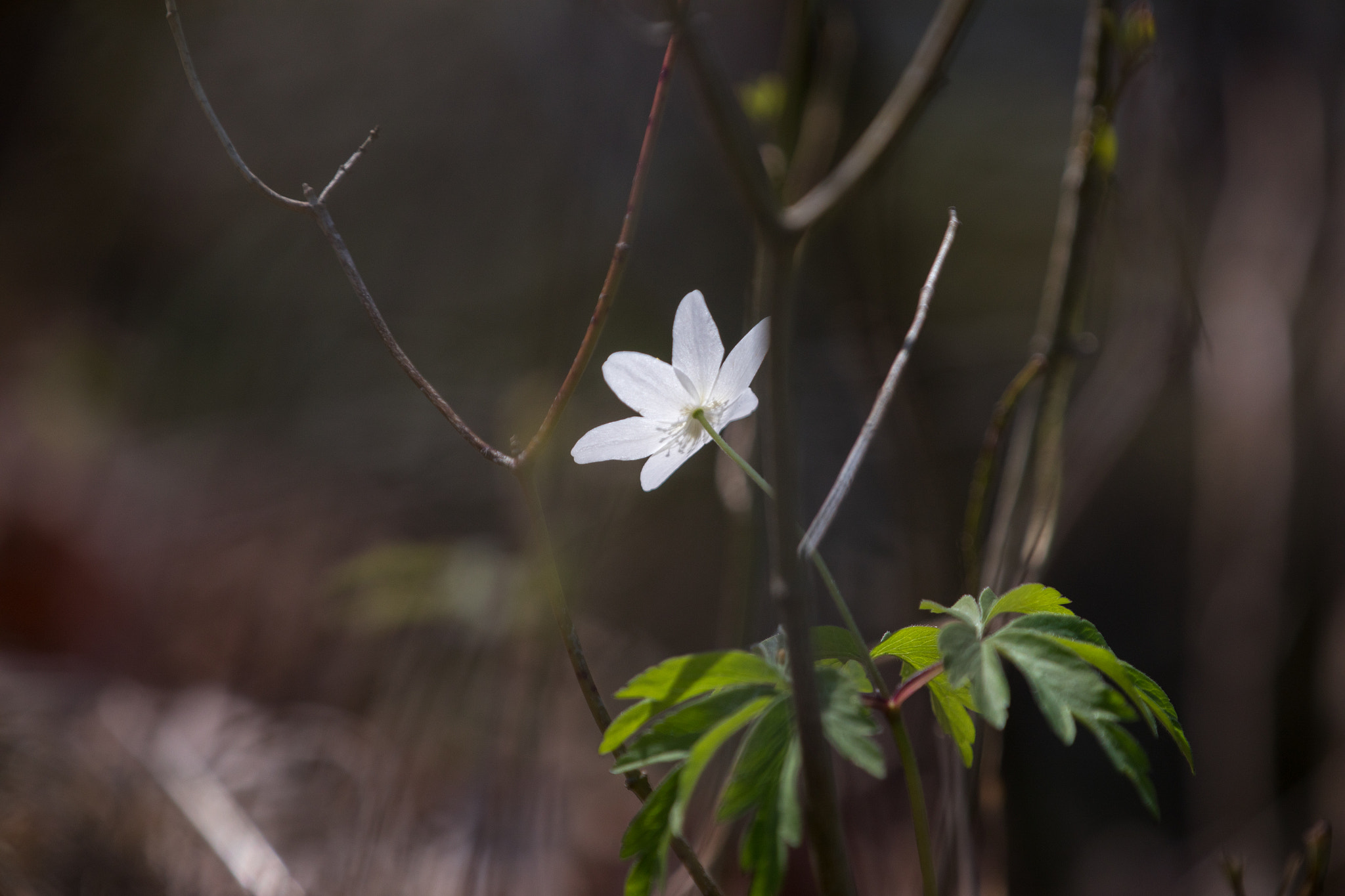 Canon EF 70-200mm F2.8L IS II USM sample photo. Spring awakening vii photography