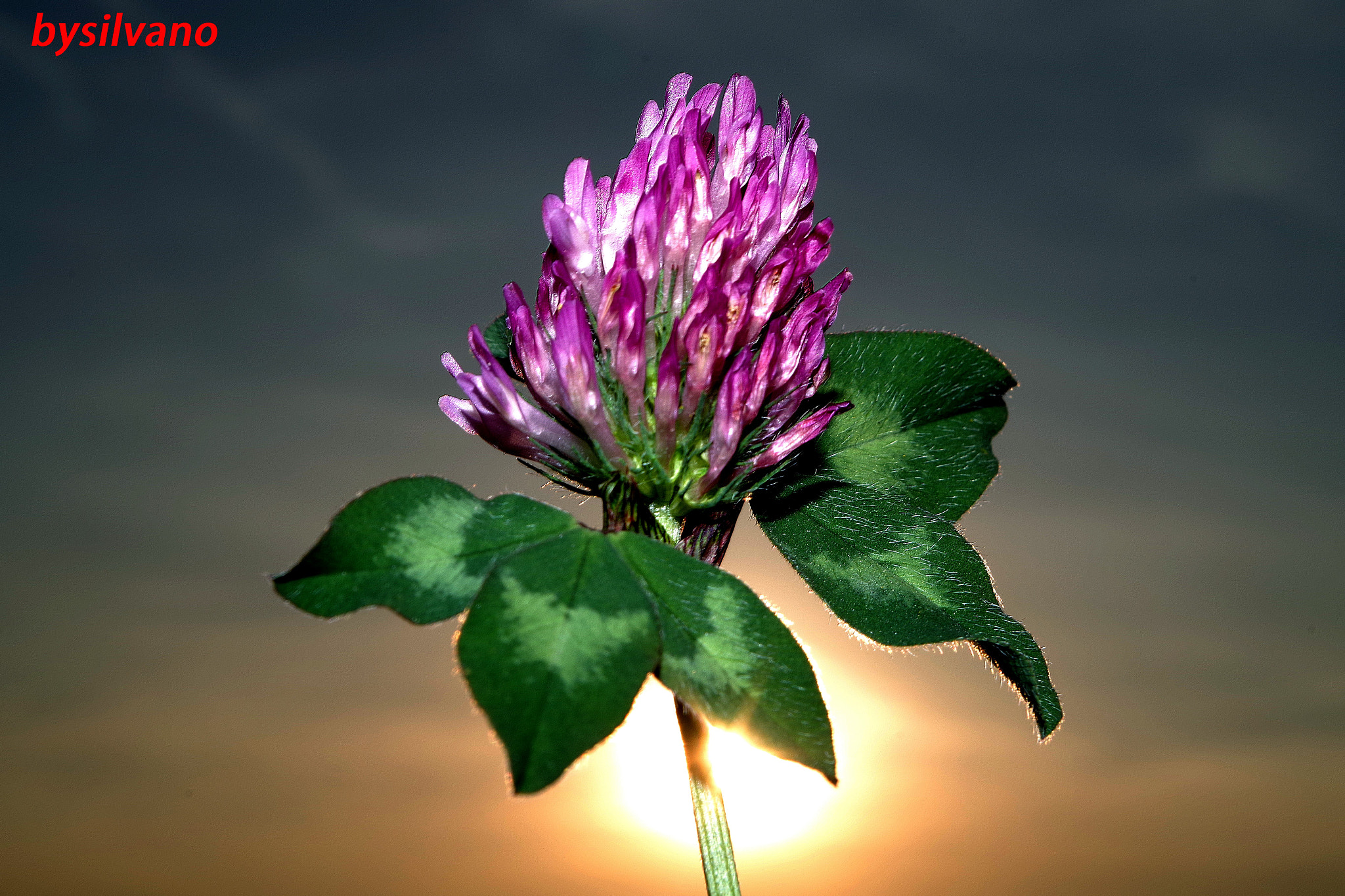 Pentax K-S1 sample photo. Fiori di trifoglio al tramonto photography