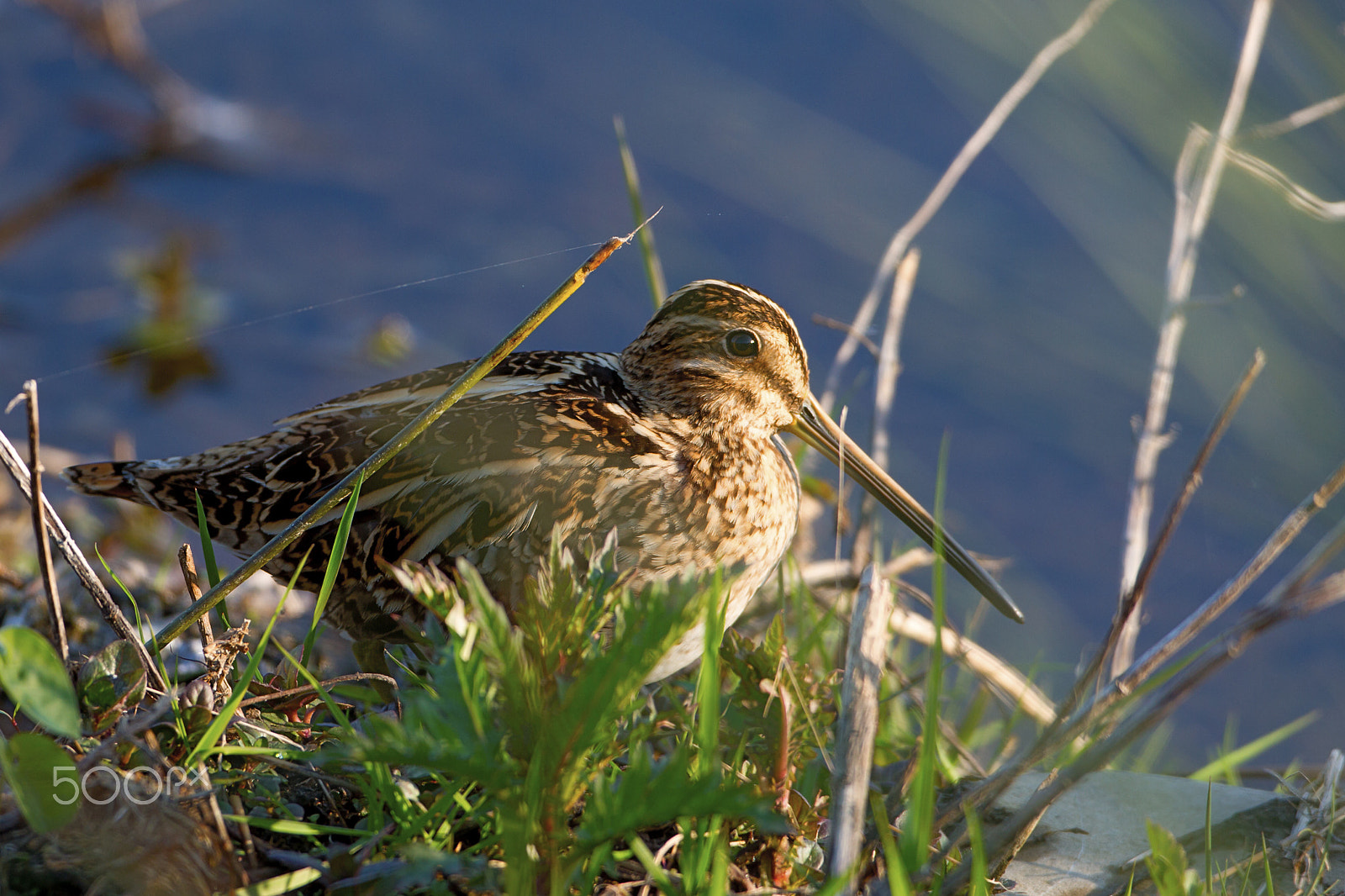 Canon EOS 7D + Canon EF 500mm F4L IS USM sample photo. Snipe photography