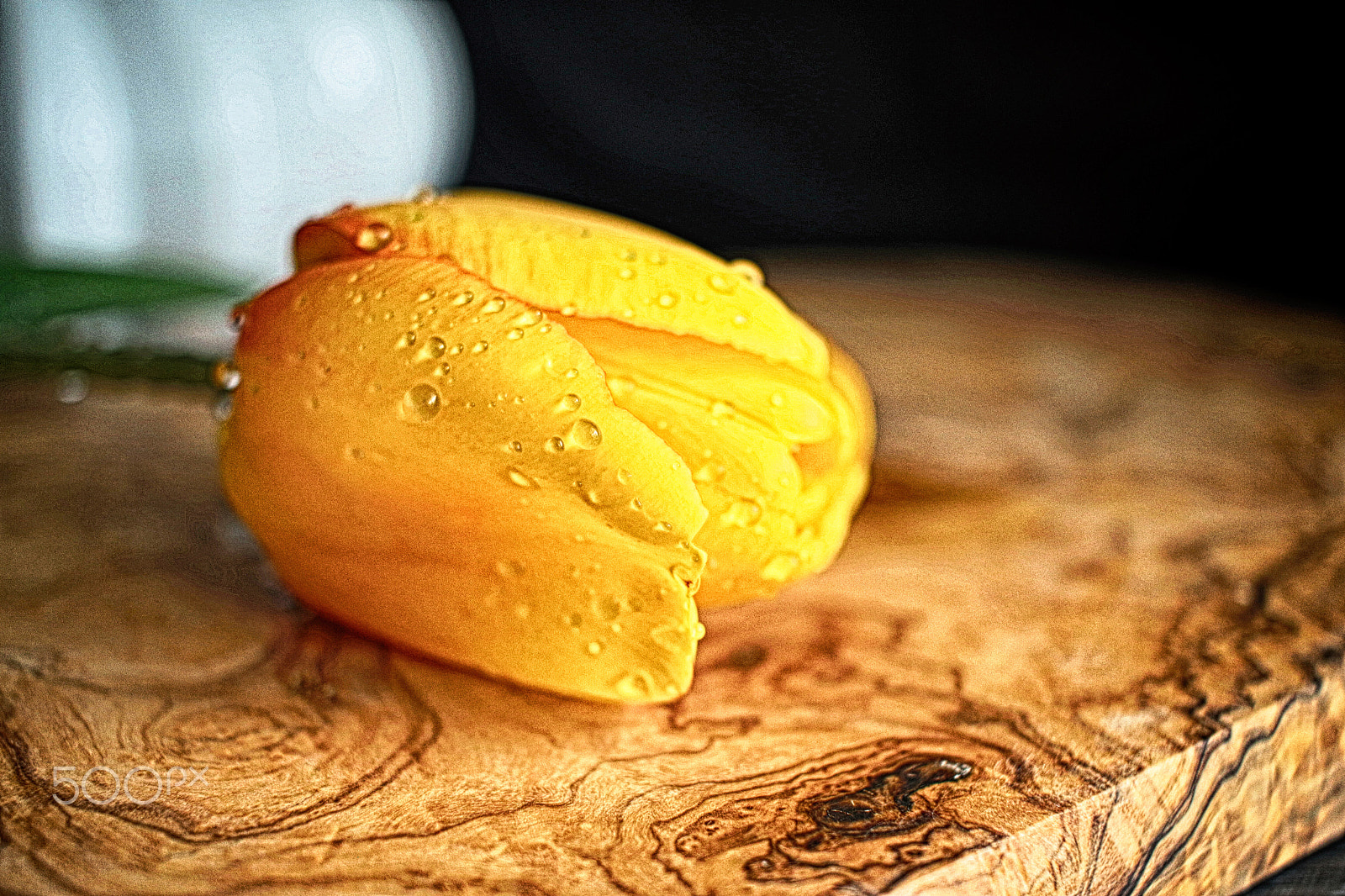 Canon EF-S 24mm F2.8 STM sample photo. Yellow tulp photography