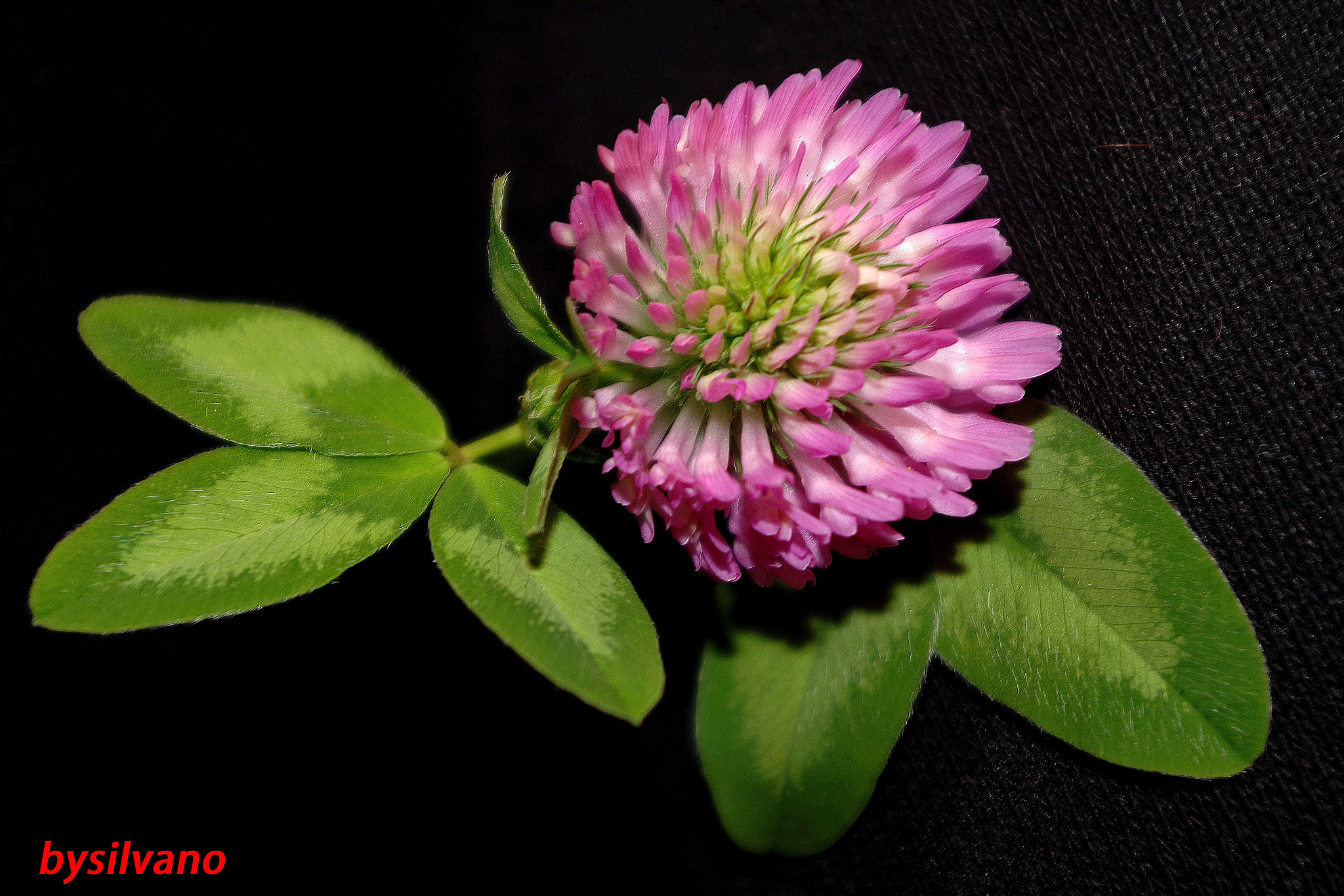 Pentax K-S1 sample photo. Fiore di trifoglio photography