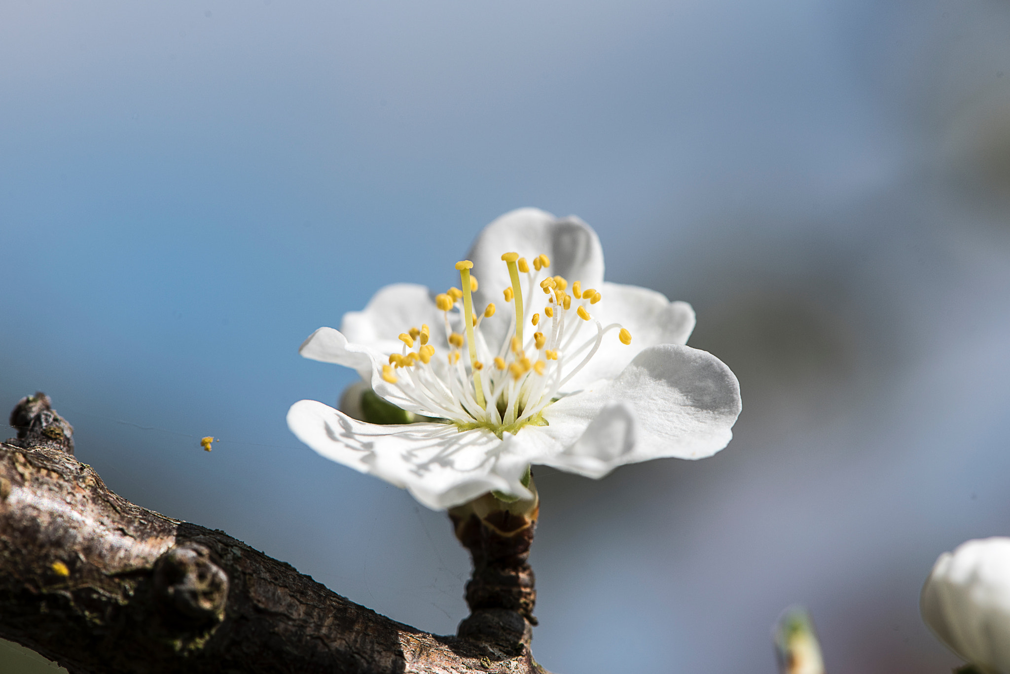 Nikon AF-S Micro-Nikkor 105mm F2.8G IF-ED VR sample photo. North yorkshire spring day. end photography