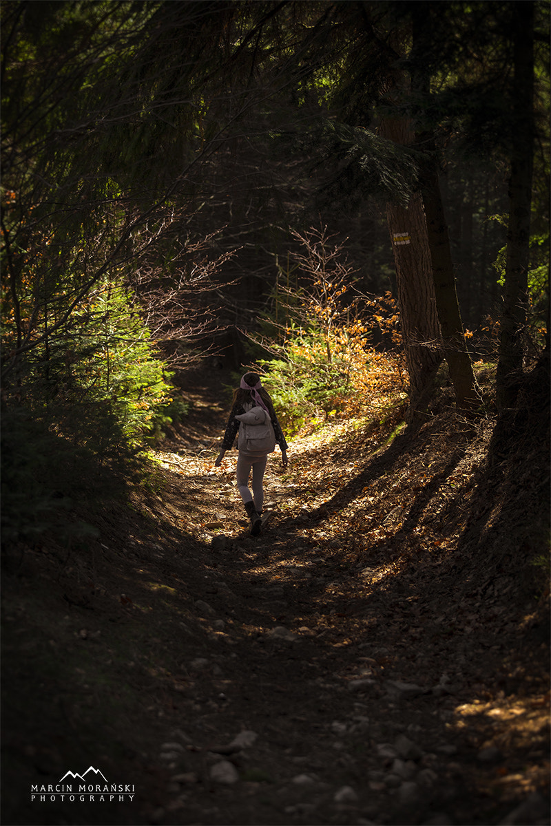 Canon EF 70-200mm F2.8L USM sample photo. Forest painted with light photography