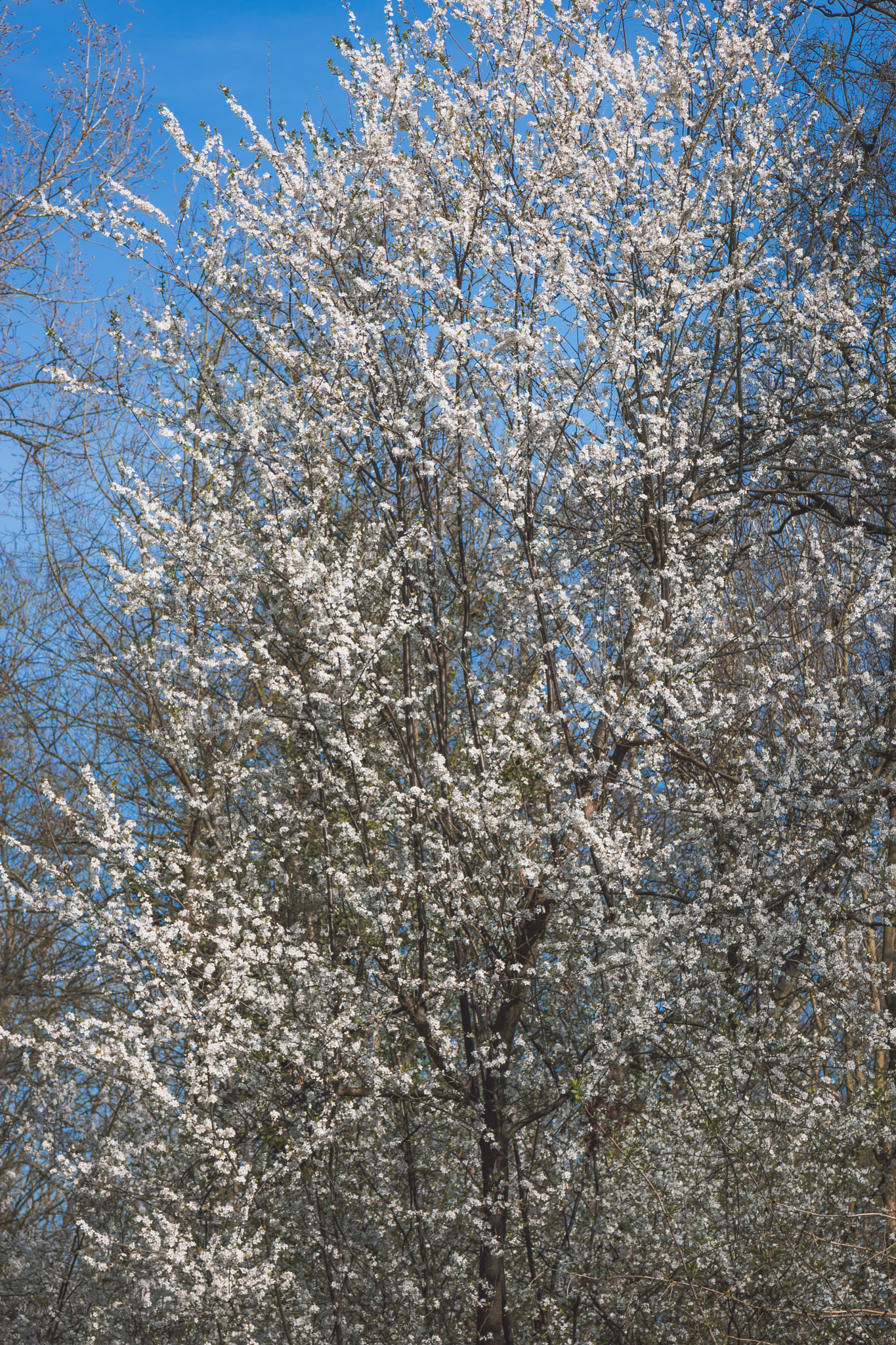 Canon EOS 750D (EOS Rebel T6i / EOS Kiss X8i) sample photo. White blossom photography