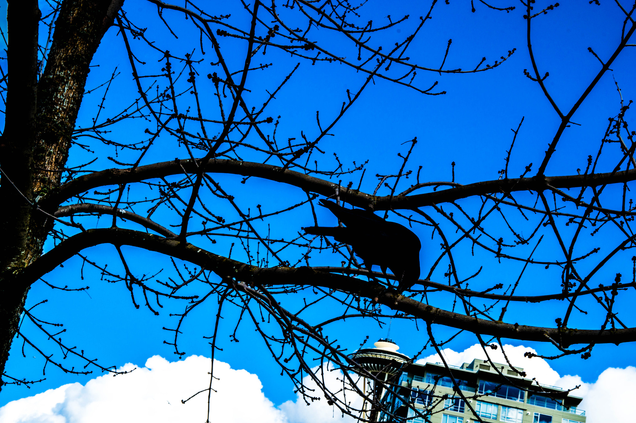 Sigma 17-50mm F2.8 EX DC OS HSM sample photo. The raven photography