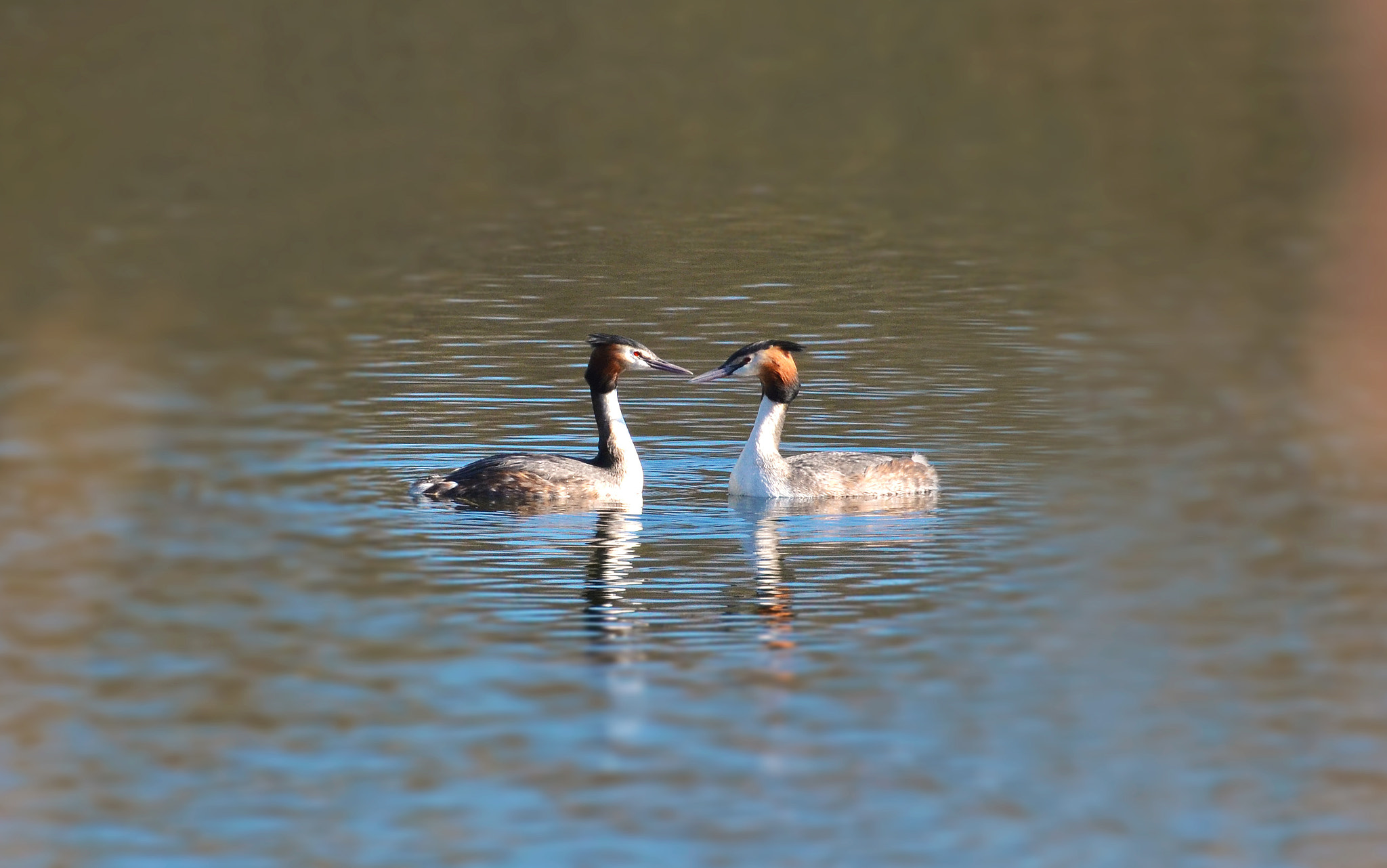 Nikon D5100 + Tamron SP 70-300mm F4-5.6 Di VC USD sample photo. Great crested grebe photography
