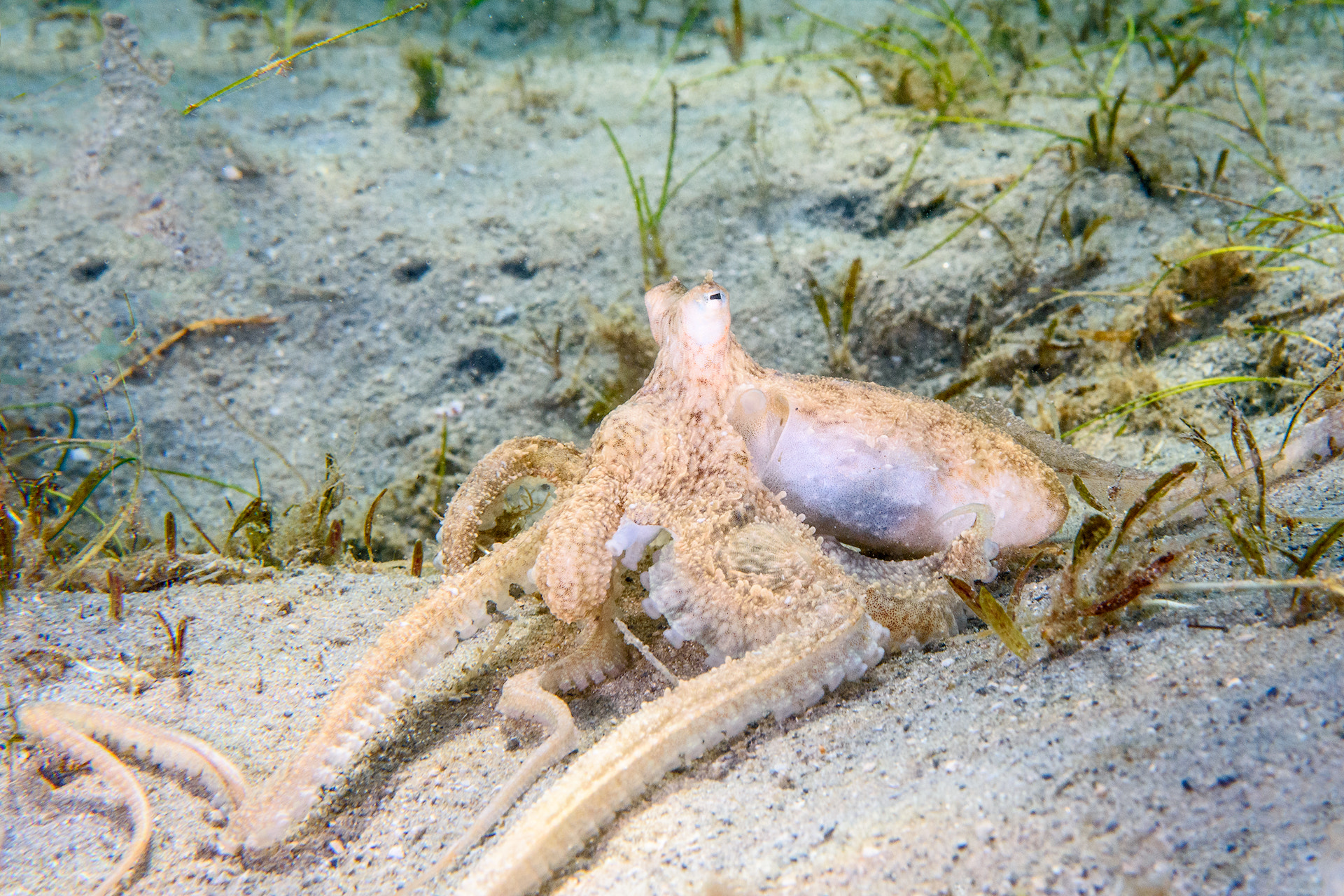 Nikon AF-S Micro-Nikkor 60mm F2.8G ED sample photo. Longarm octopus photography