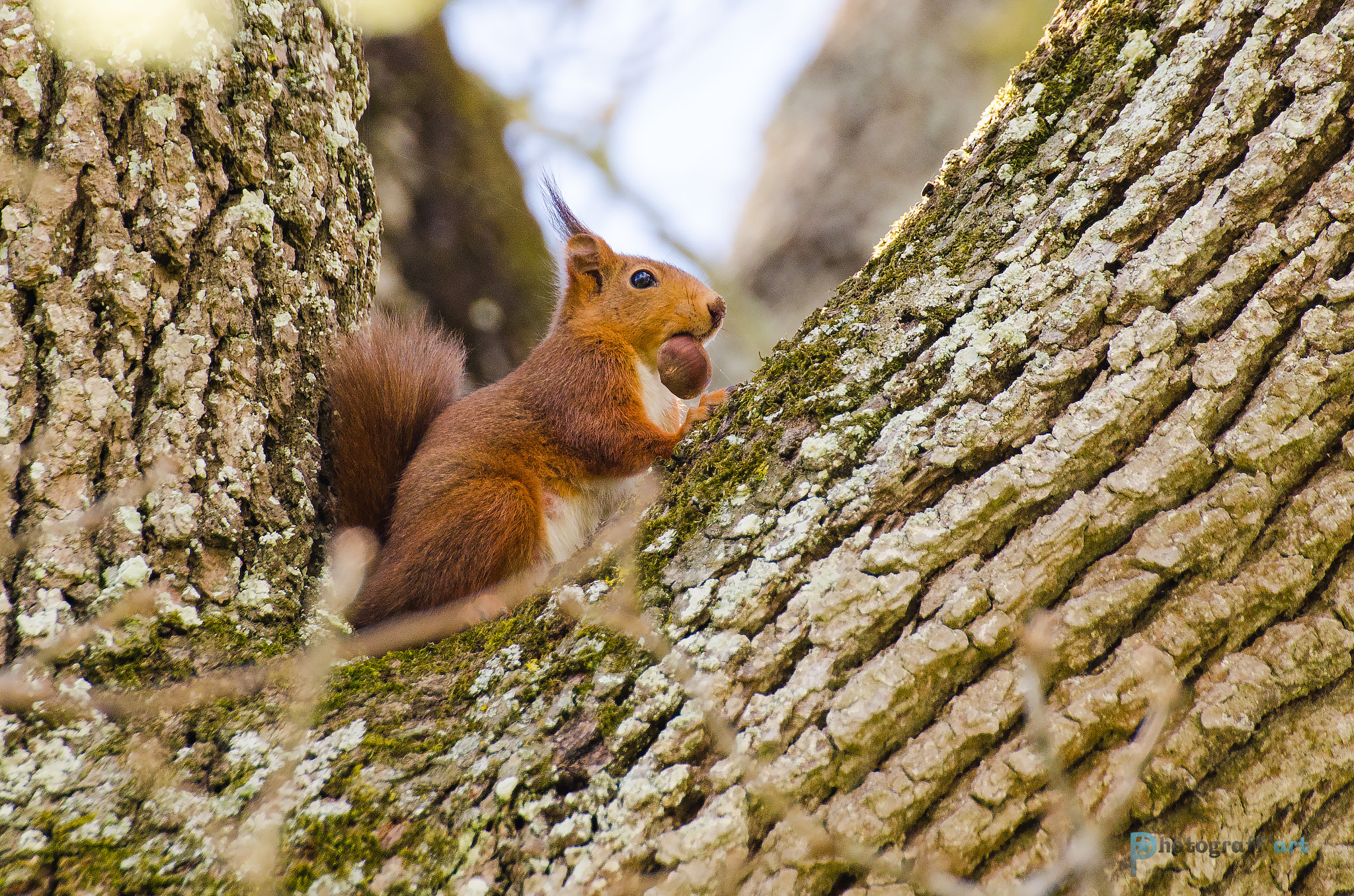 Nikon D7000 + Tamron SP 70-300mm F4-5.6 Di VC USD sample photo. Le roi de la forêt photography