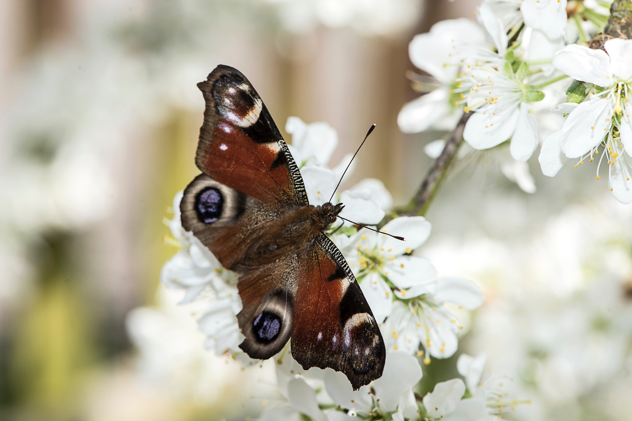 Nikon AF-S Micro-Nikkor 105mm F2.8G IF-ED VR sample photo. North yorkshire spring day. butterfly? photography