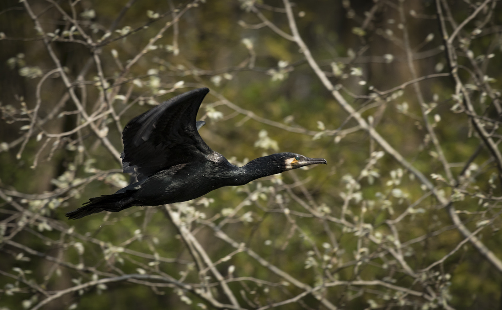 Canon EOS 80D + Canon EF 100-400mm F4.5-5.6L IS USM sample photo. Cormorant in fly photography