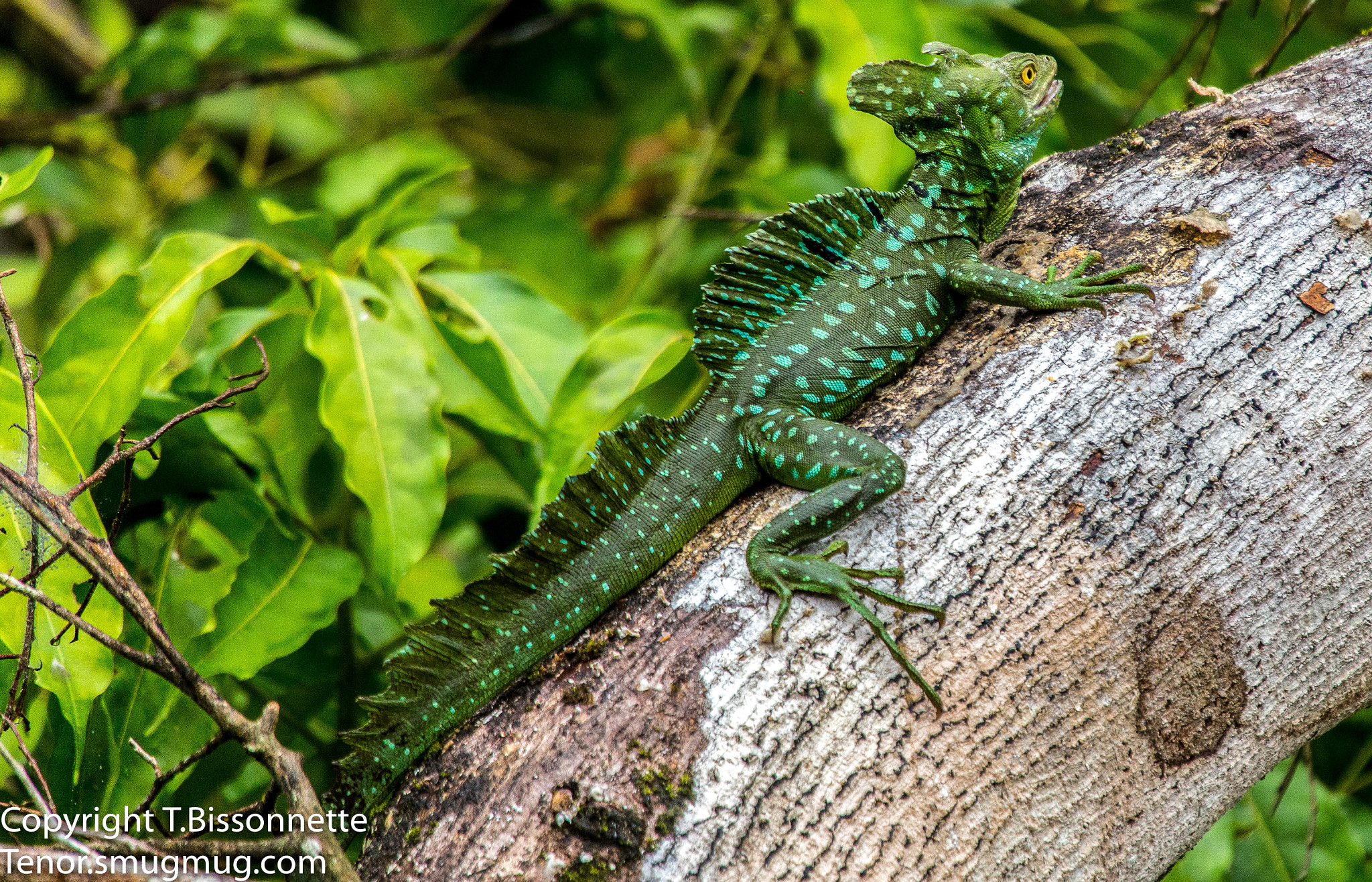 Sigma 50-500mm f/4-6.3 APO HSM EX sample photo. Jesus christ lizard photography