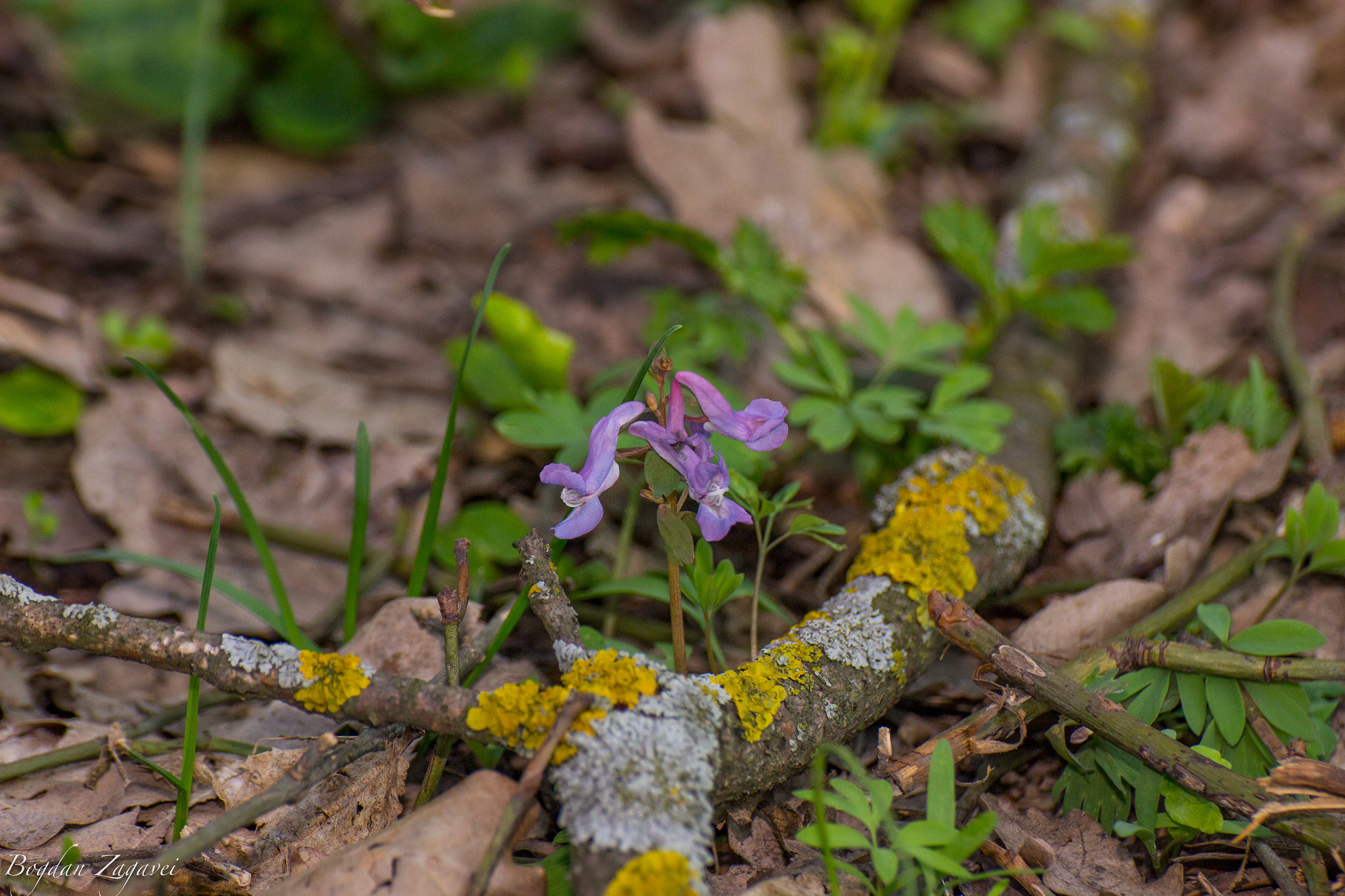 Canon EOS 600D (Rebel EOS T3i / EOS Kiss X5) sample photo. Viola odorata with lichen photography