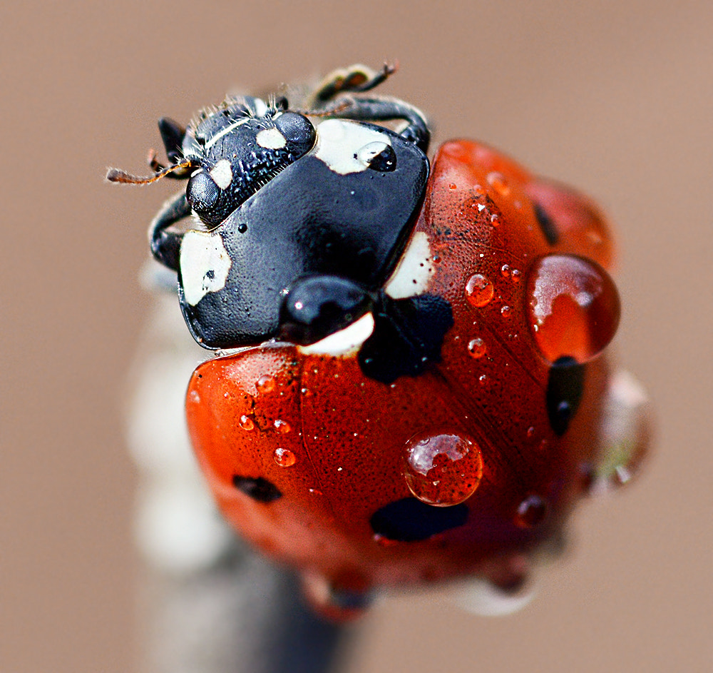 Nikon D7100 sample photo. Ladybug photography