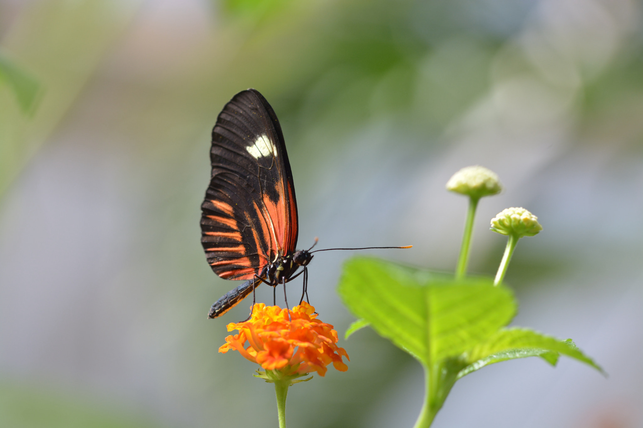 Sigma 105mm F2.8 EX DG OS HSM sample photo. Franklin park conservatory and botanical gardens photography