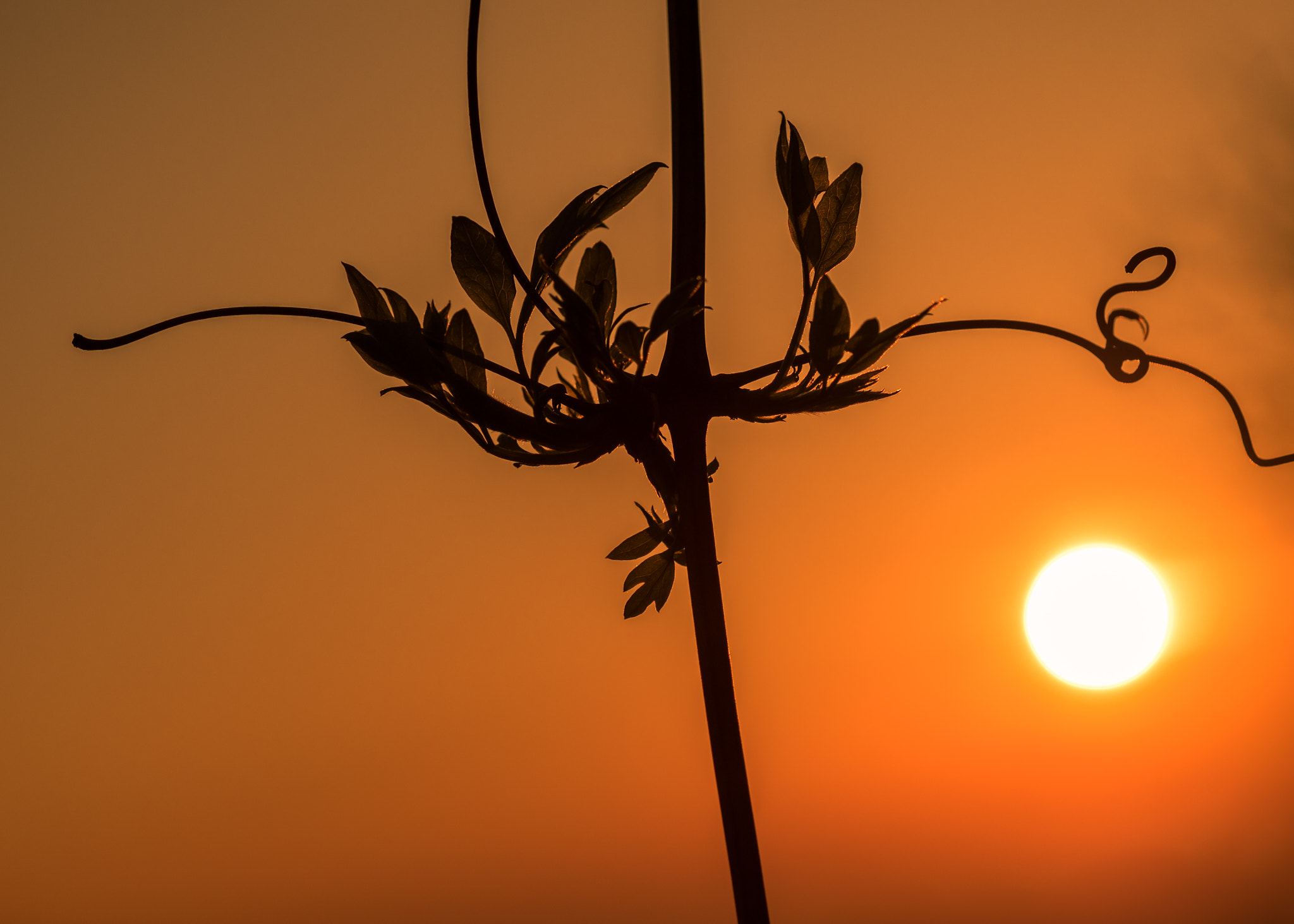 Olympus M.Zuiko Digital ED 60mm F2.8 Macro sample photo. Spring sunrise silhouette photography