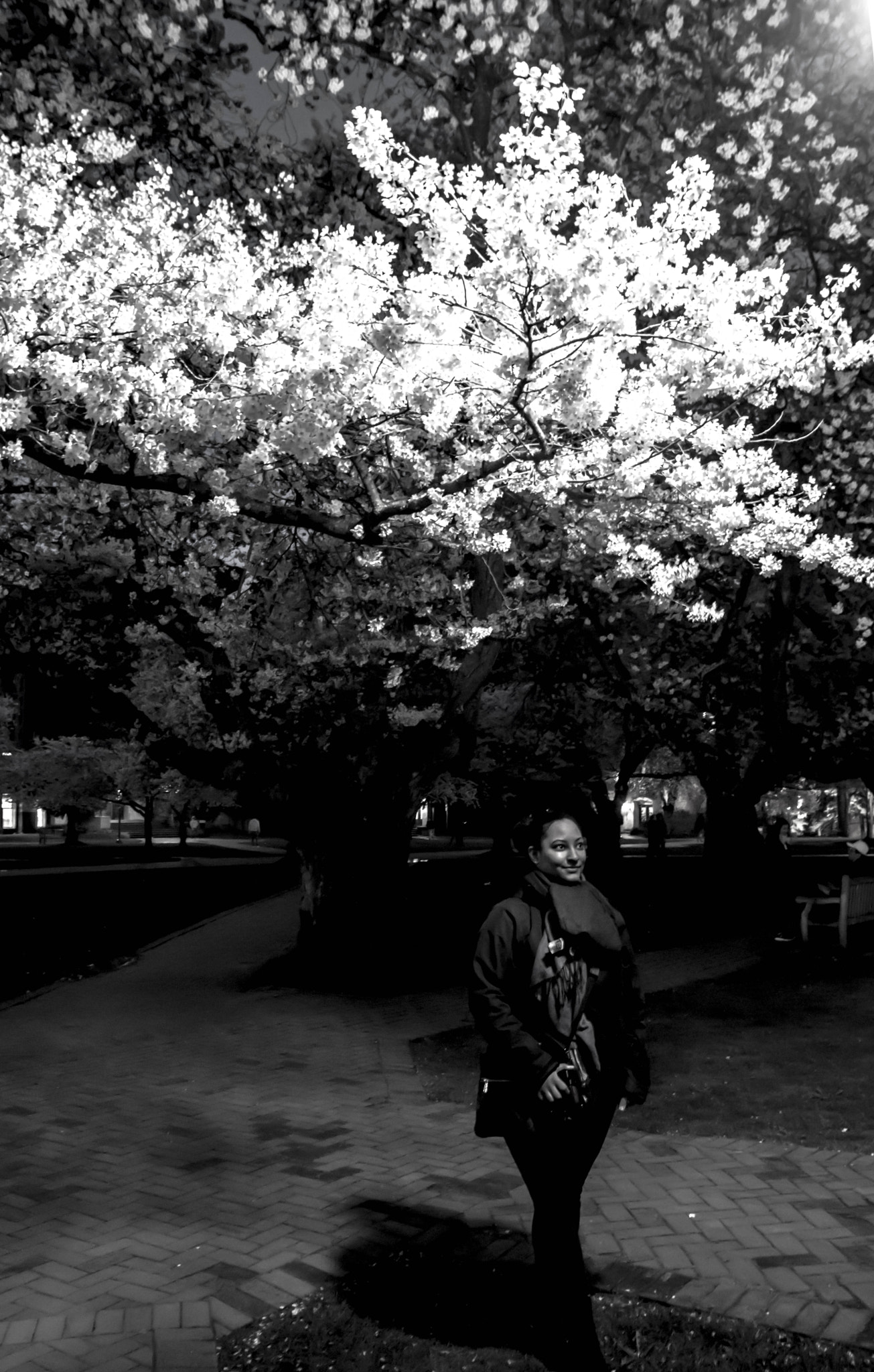Sigma 17-50mm F2.8 EX DC OS HSM sample photo. Blossom appreciation photography