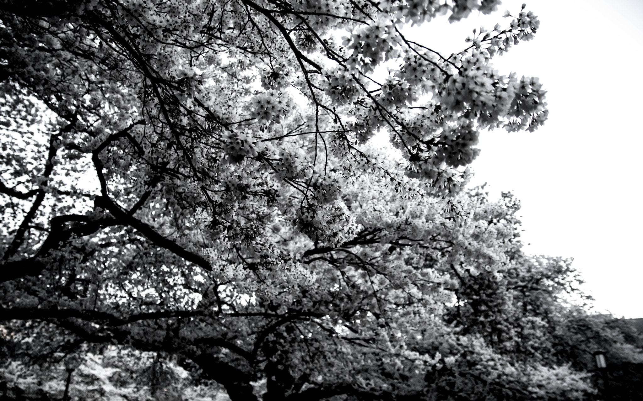 Sigma 17-50mm F2.8 EX DC OS HSM sample photo. Blossom b&w photography