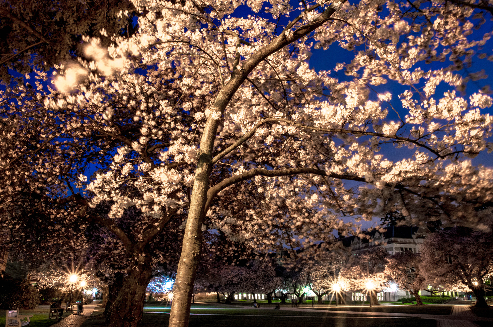 Sigma 17-50mm F2.8 EX DC OS HSM sample photo. Blossom quad photography