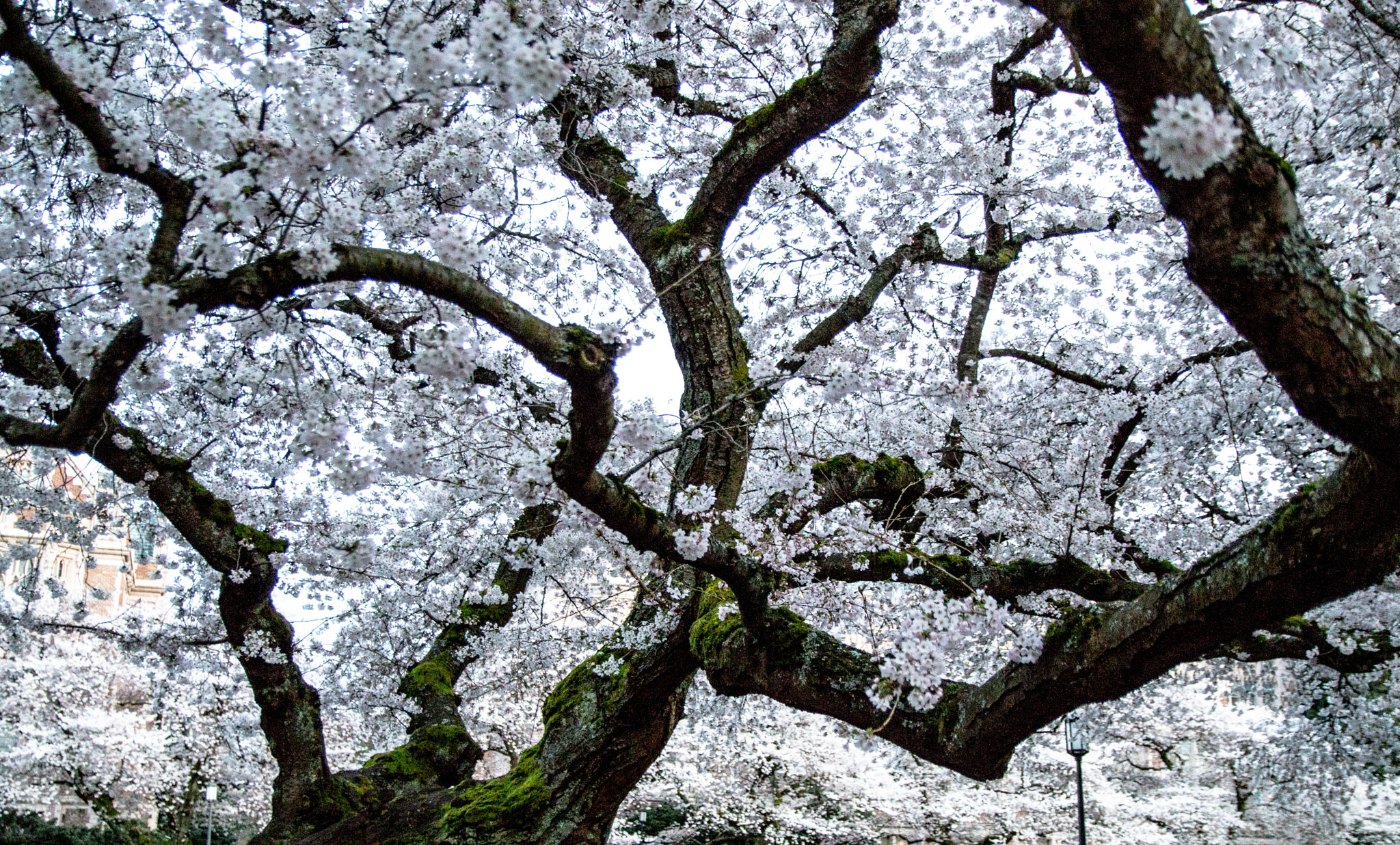 Sigma 17-50mm F2.8 EX DC OS HSM sample photo. Blossom tree photography