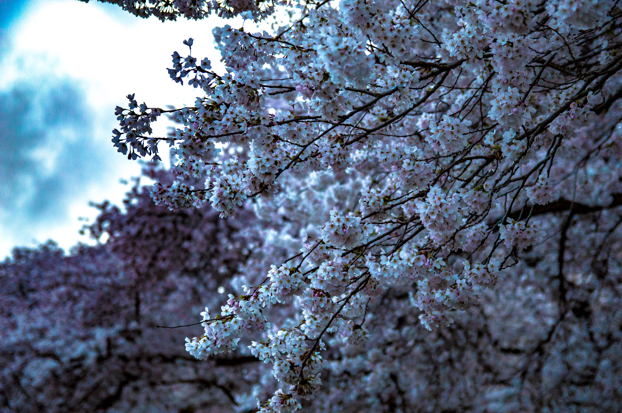 Nikon D3200 + Sigma 17-50mm F2.8 EX DC OS HSM sample photo. Blossoms in the clouds photography