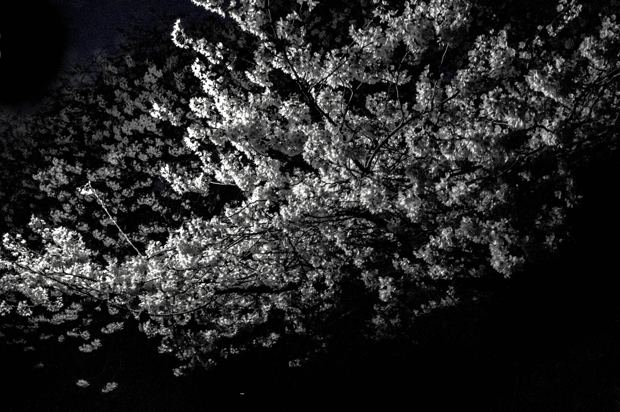 Nikon D3200 + Sigma 17-50mm F2.8 EX DC OS HSM sample photo. Blossoms dancing in the dark photography