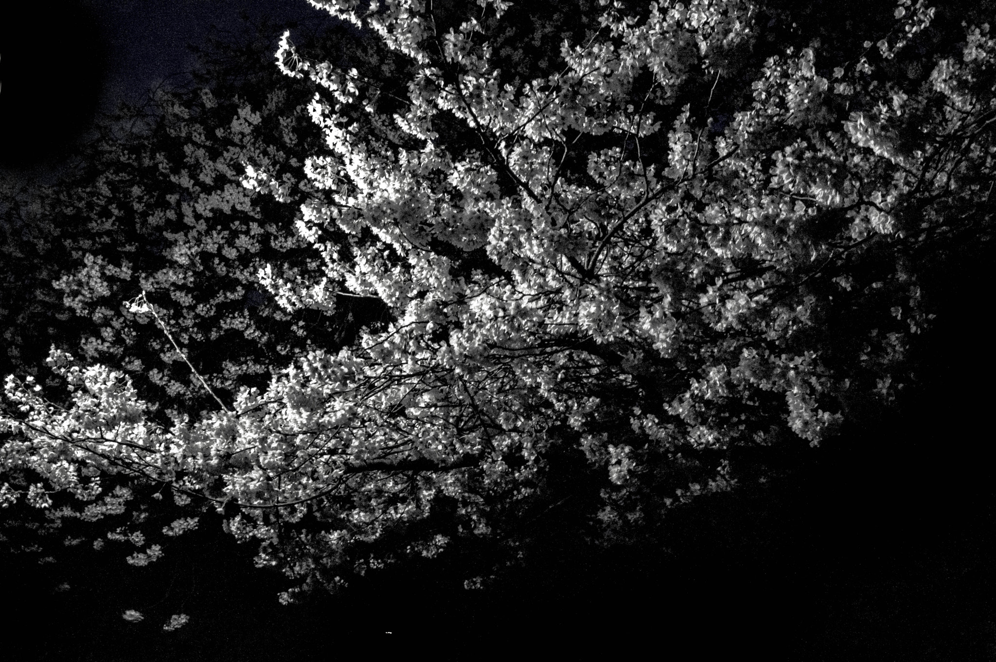 Sigma 17-50mm F2.8 EX DC OS HSM sample photo. Blossoms dancing in the dark photography