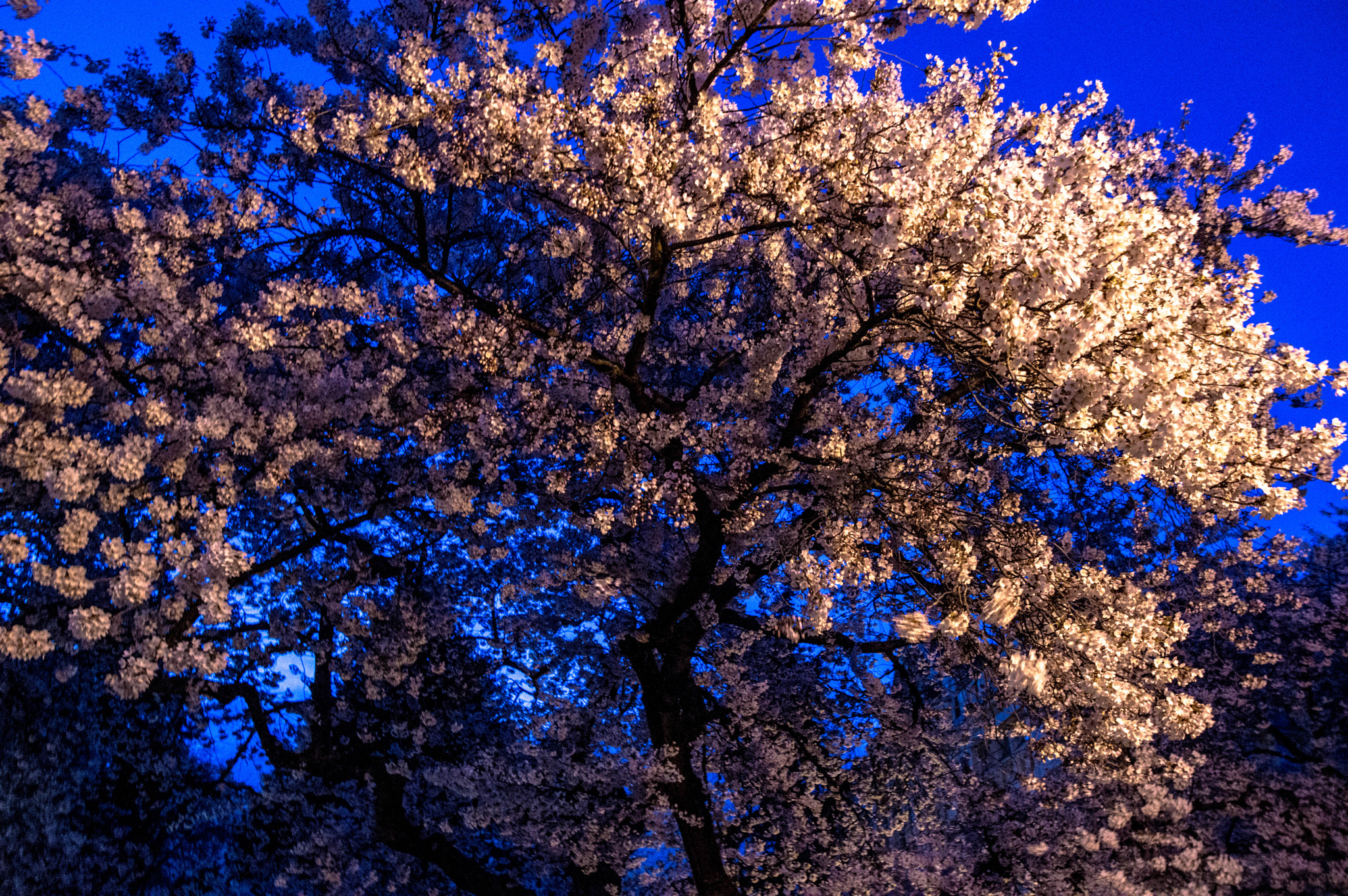 Sigma 17-50mm F2.8 EX DC OS HSM sample photo. Blue blossoms photography