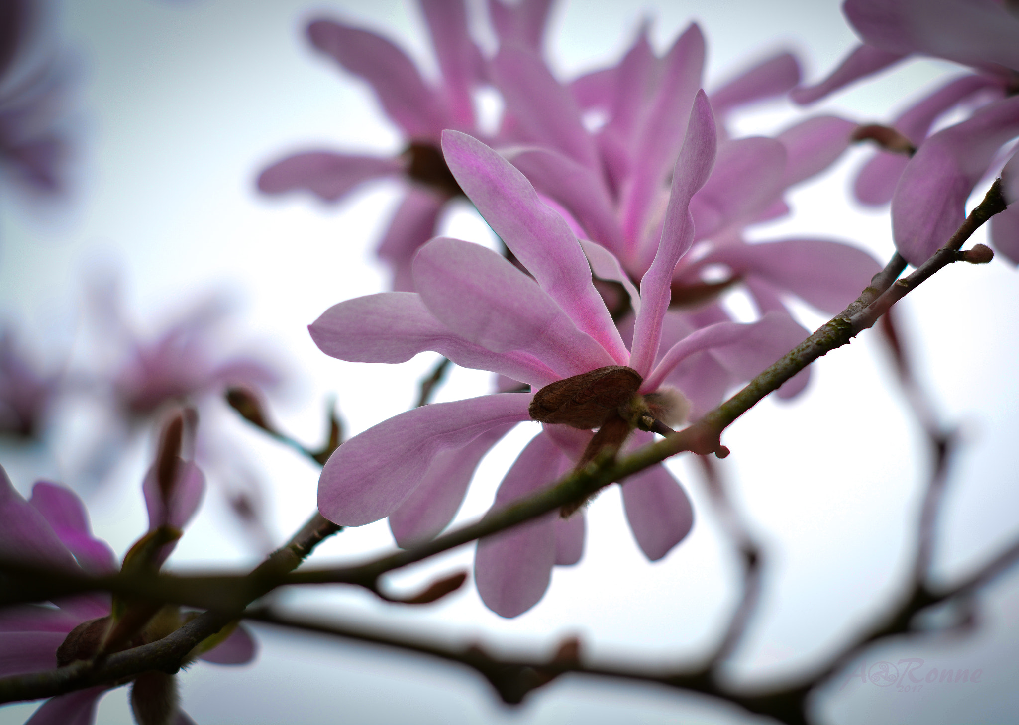 Nikon D5200 + AF-S DX VR Zoom-Nikkor 18-55mm f/3.5-5.6G + 2.8x sample photo. The colors of spring... photography