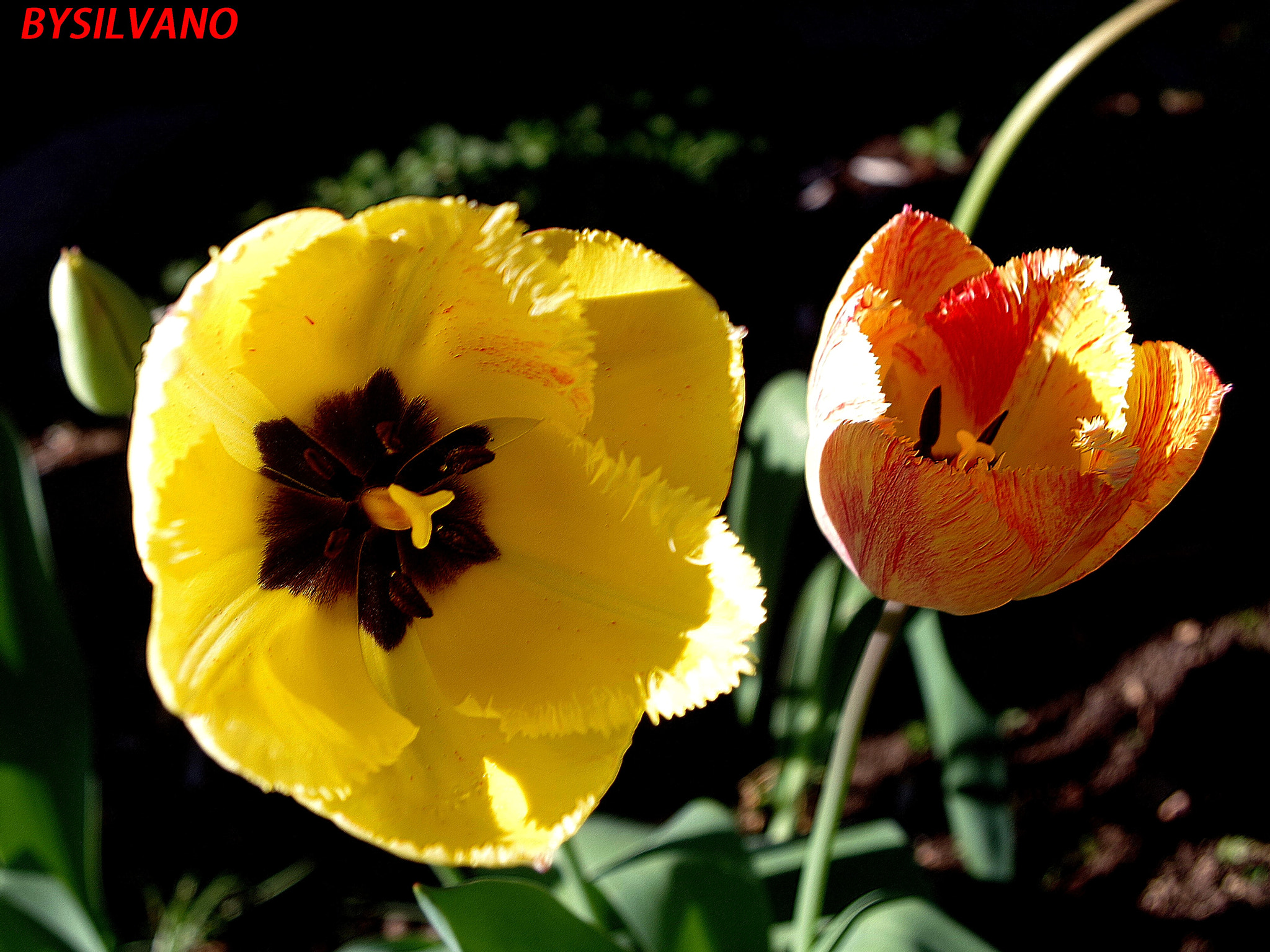 Pentax K-S1 sample photo. Tulipani photography