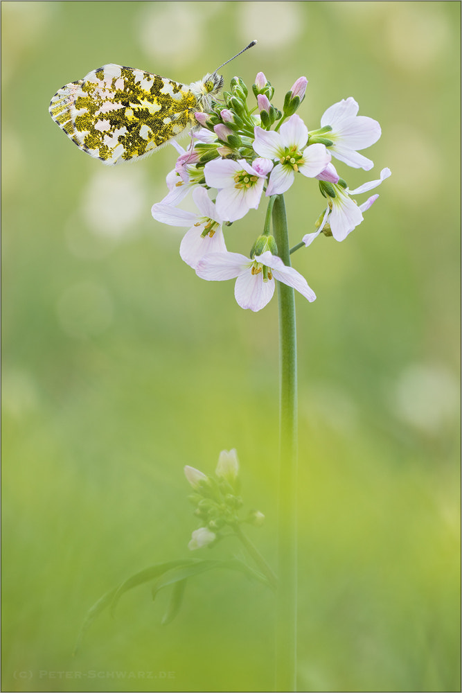 Sigma 150mm f/2.8 EX DG OS HSM APO Macro sample photo. Anthocharis cardamines photography