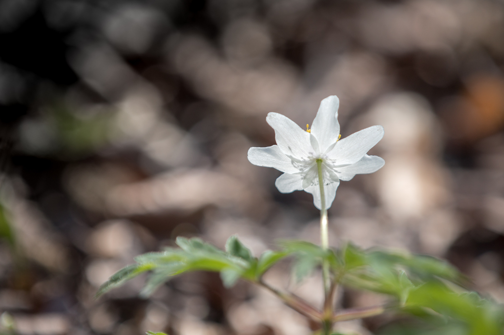 Canon EOS 5D Mark IV + Canon EF 70-200mm F2.8L IS II USM sample photo. Spring awakening x photography