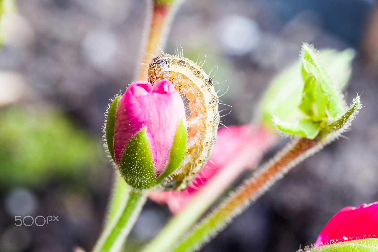 Tamron SP AF 90mm F2.8 Di Macro sample photo. Bright caterpillar photography