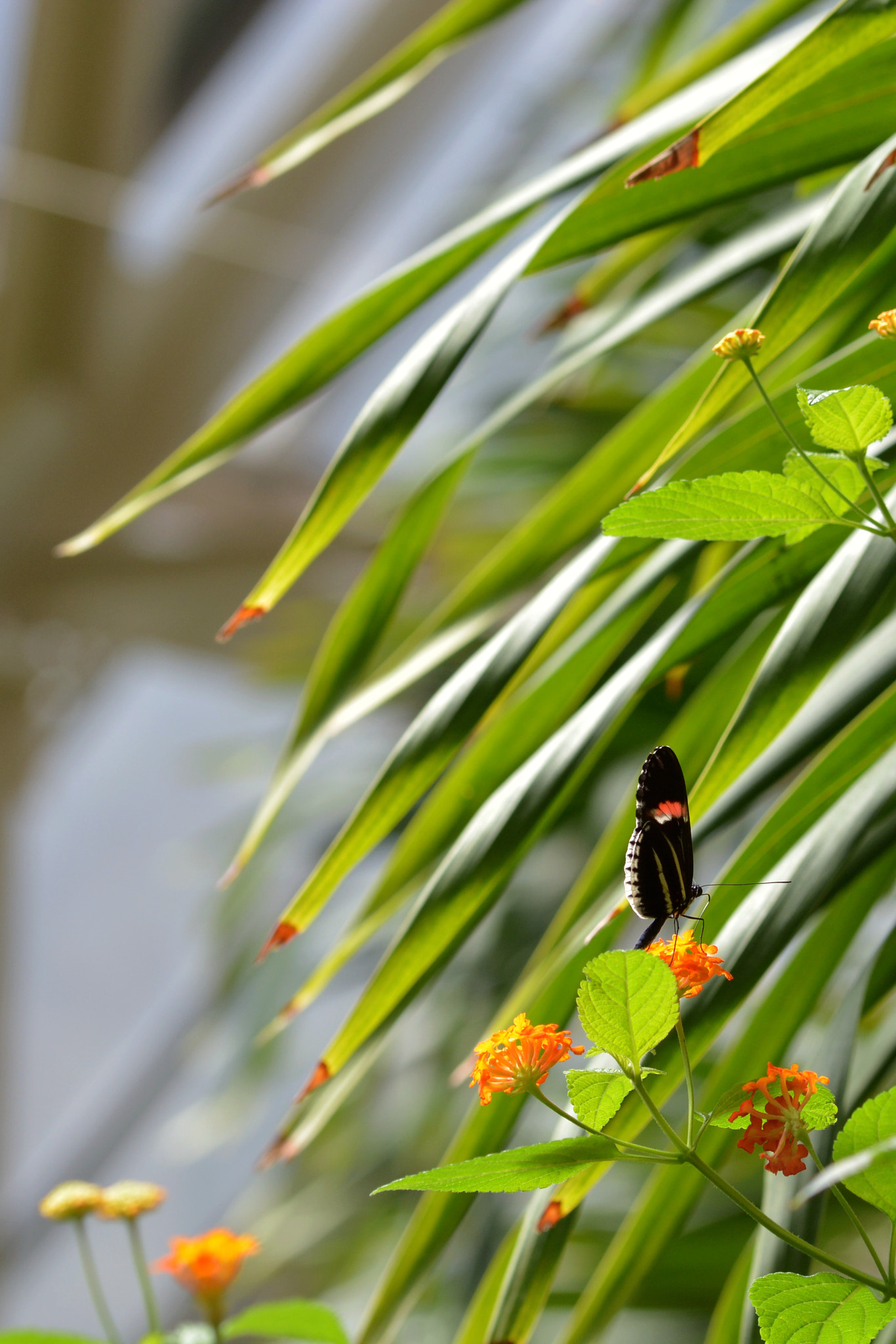 Sigma 105mm F2.8 EX DG OS HSM sample photo. Franklin park conservatory and botanical gardens photography