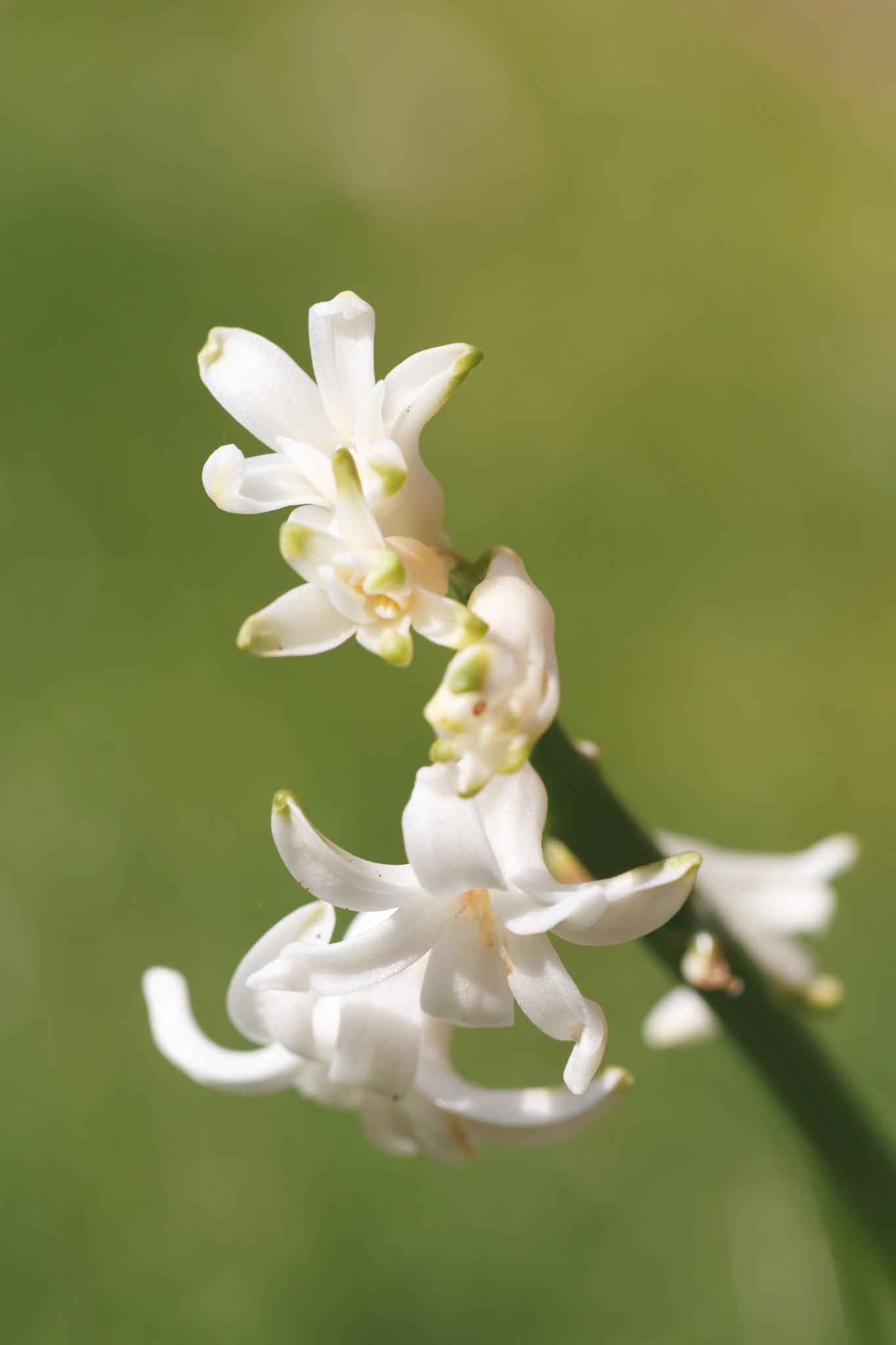 Canon EF 100mm F2.8L Macro IS USM sample photo. Sunny hyacinth photography