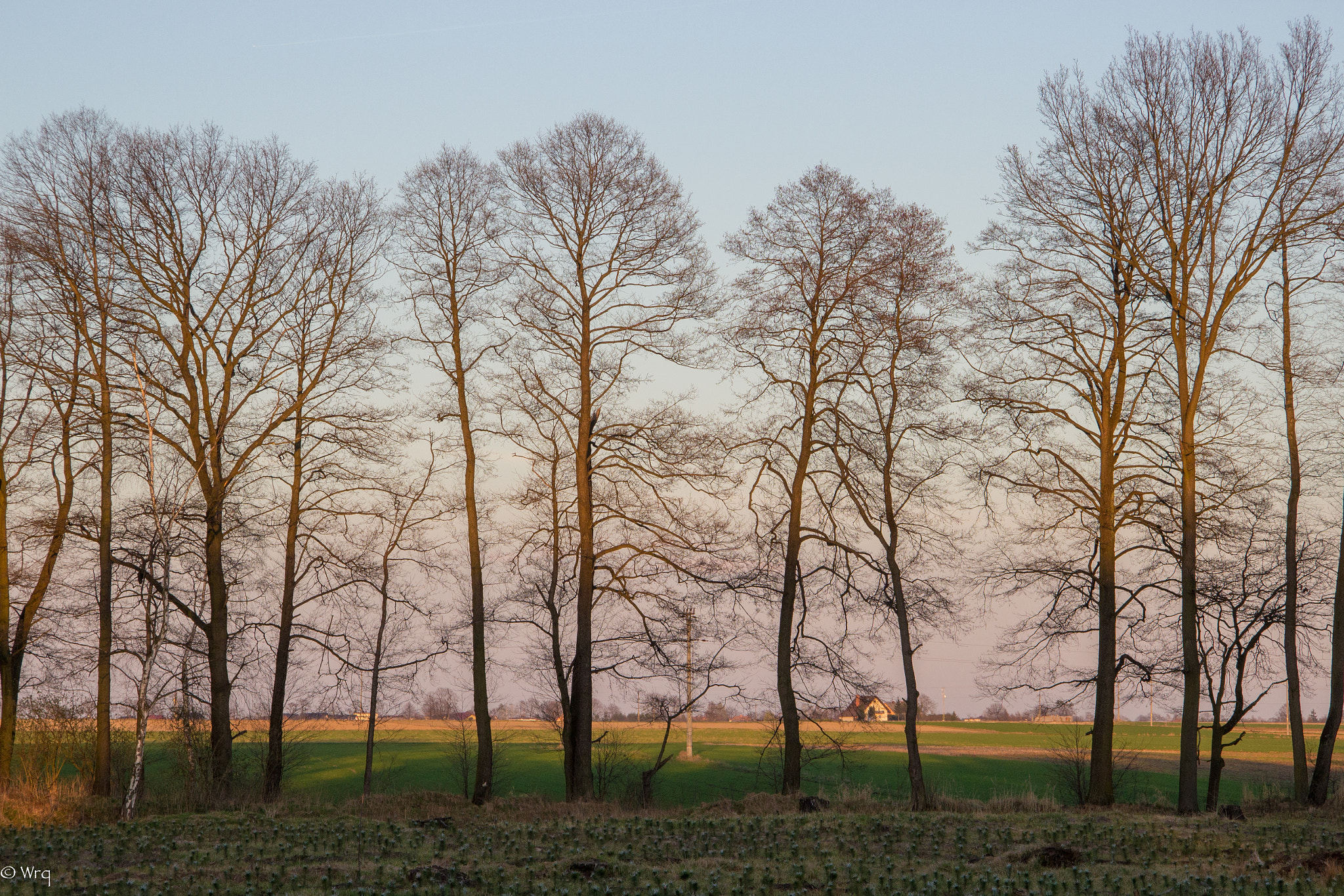 Canon EF-S 17-85mm F4-5.6 IS USM sample photo. Drzewa o zachodzie photography