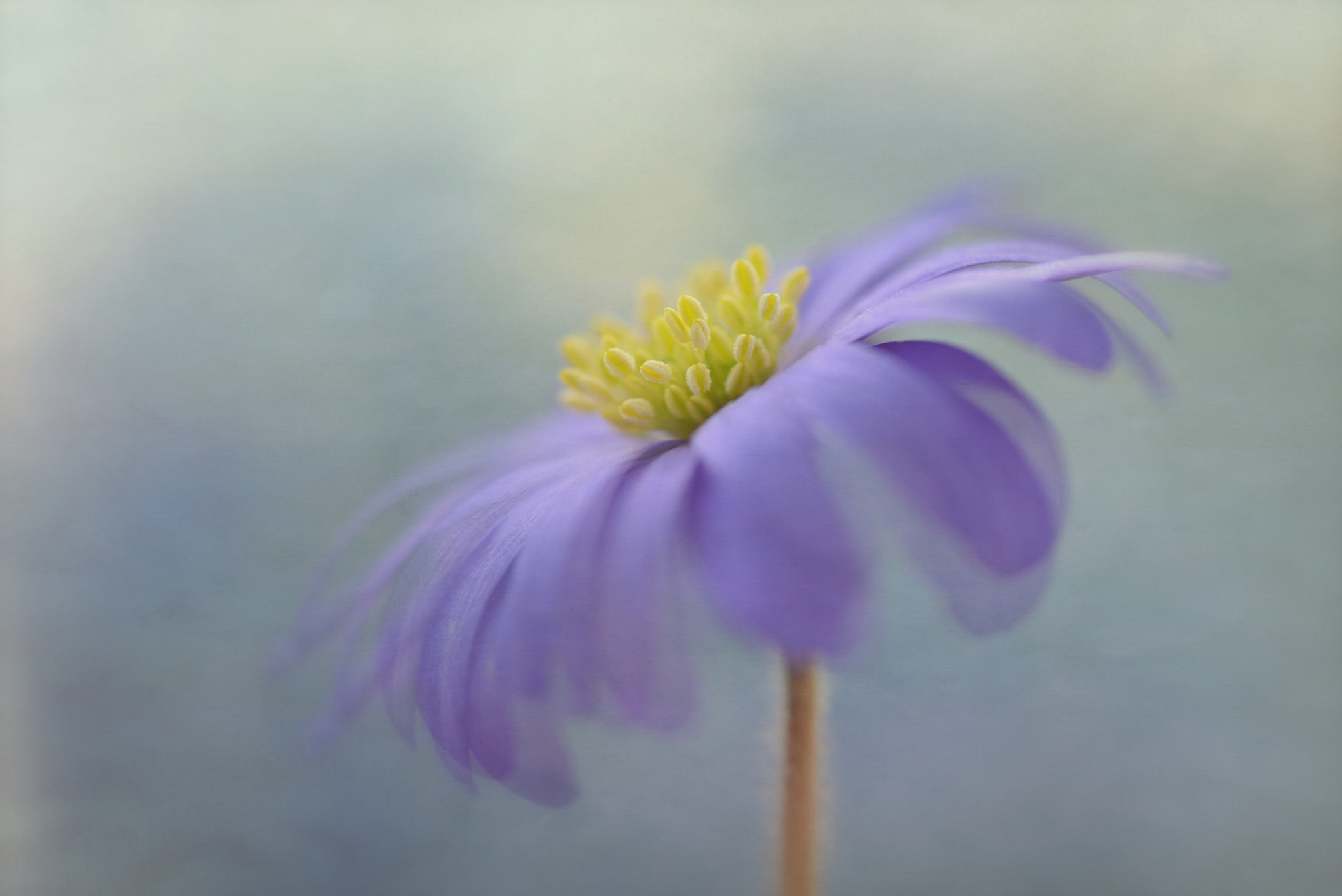 Nikon AF-S Micro-Nikkor 105mm F2.8G IF-ED VR sample photo. Anemone blanda photography