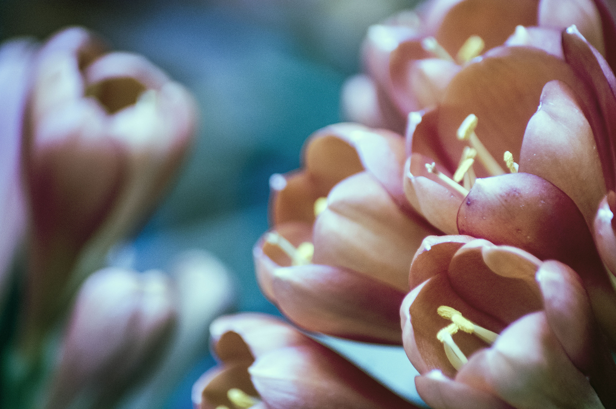 Tamron AF 70-300mm F4-5.6 LD Macro 1:2 sample photo. Clivia, 2017 photography