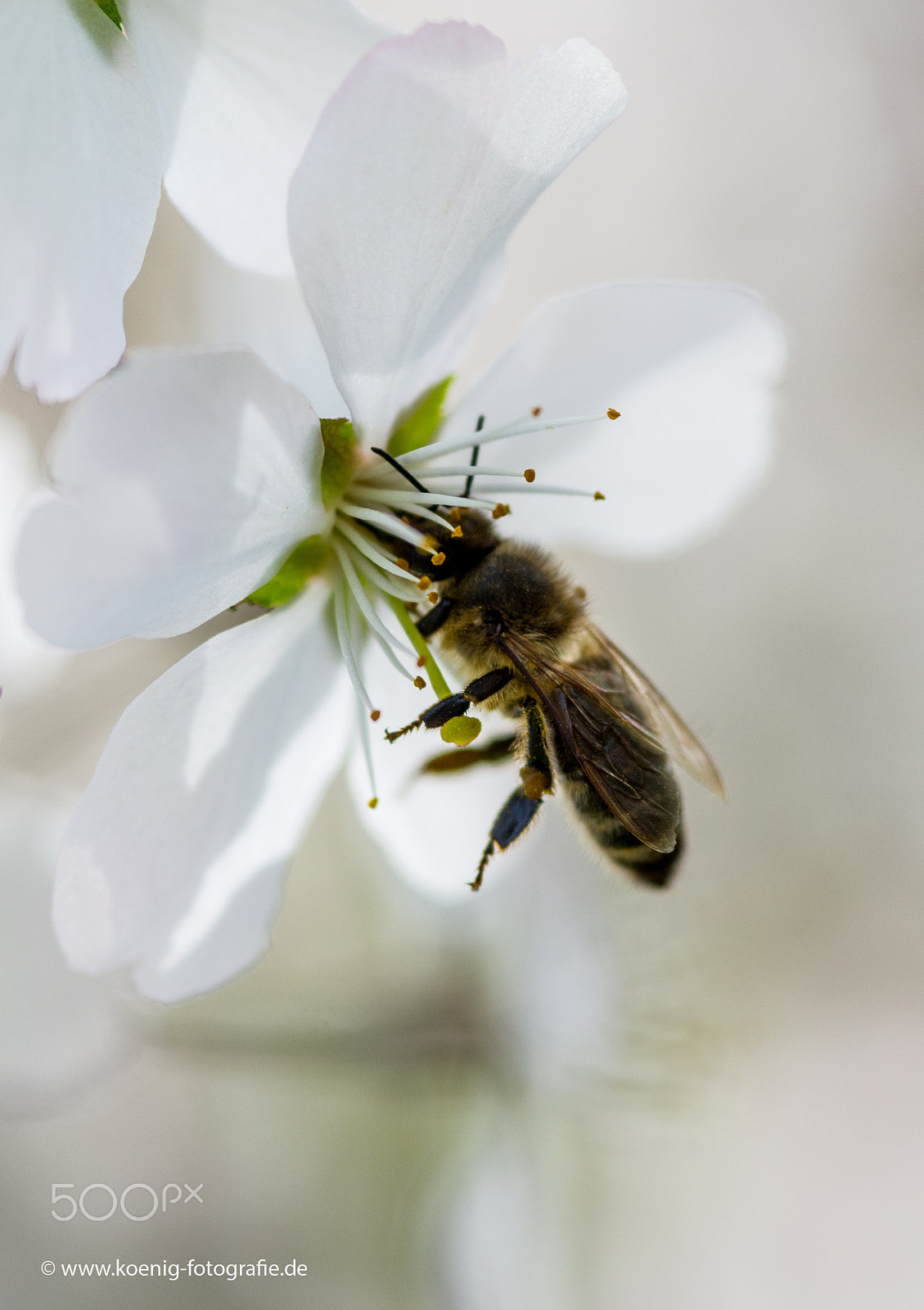 Nikon AF-S Micro-Nikkor 105mm F2.8G IF-ED VR sample photo. Bee in spring photography