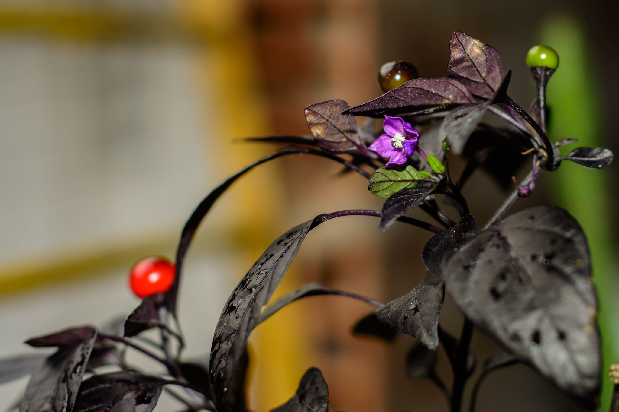 Nikon D5200 + Nikon AF Nikkor 50mm F1.8D sample photo. Sem título photography