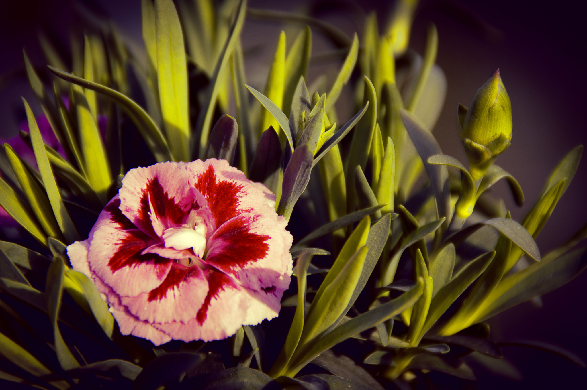 Nikon D3200 sample photo. Dianthus photography