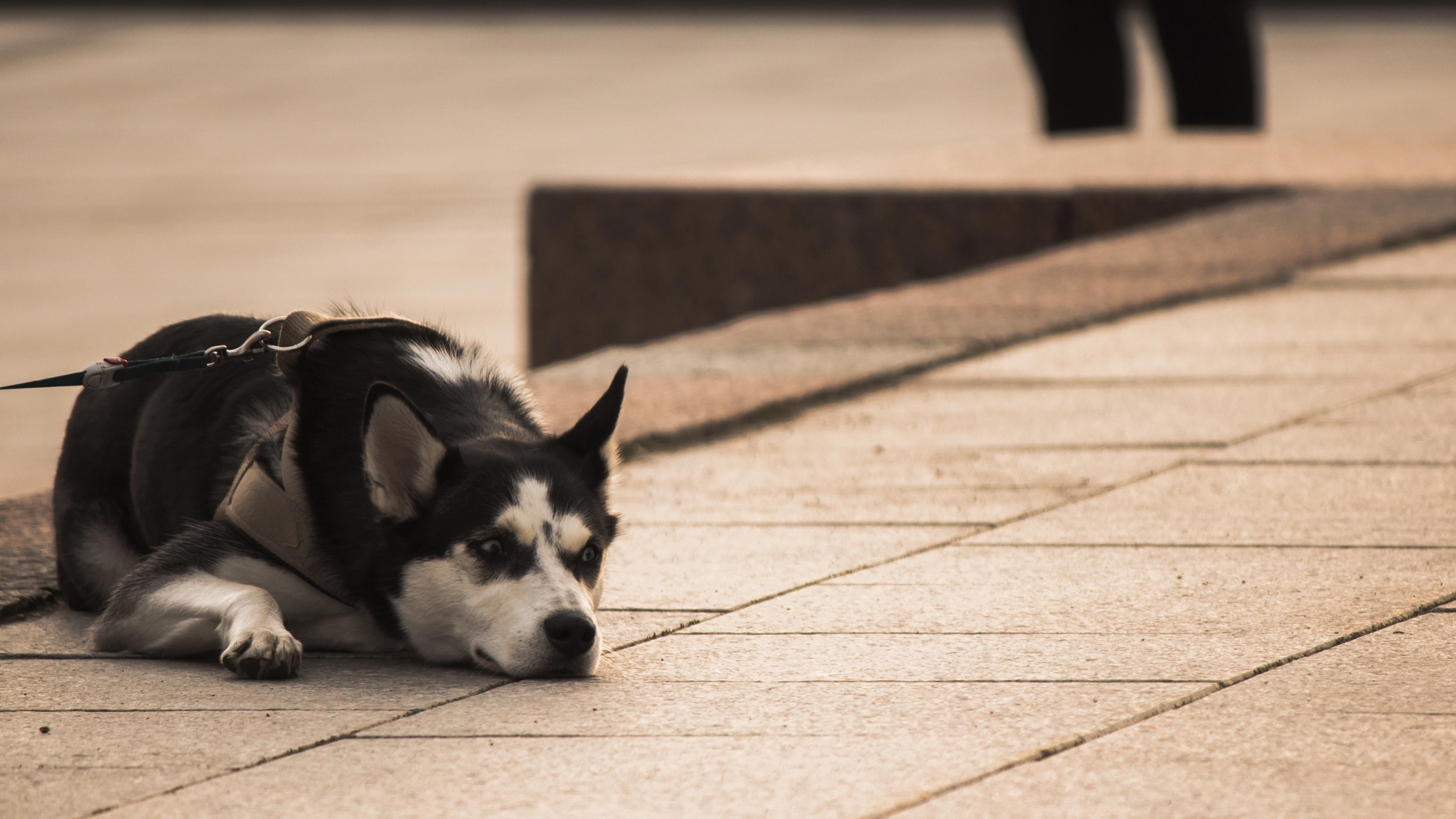 Canon EF-S 55-250mm F4-5.6 IS sample photo. I want to go home.. photography