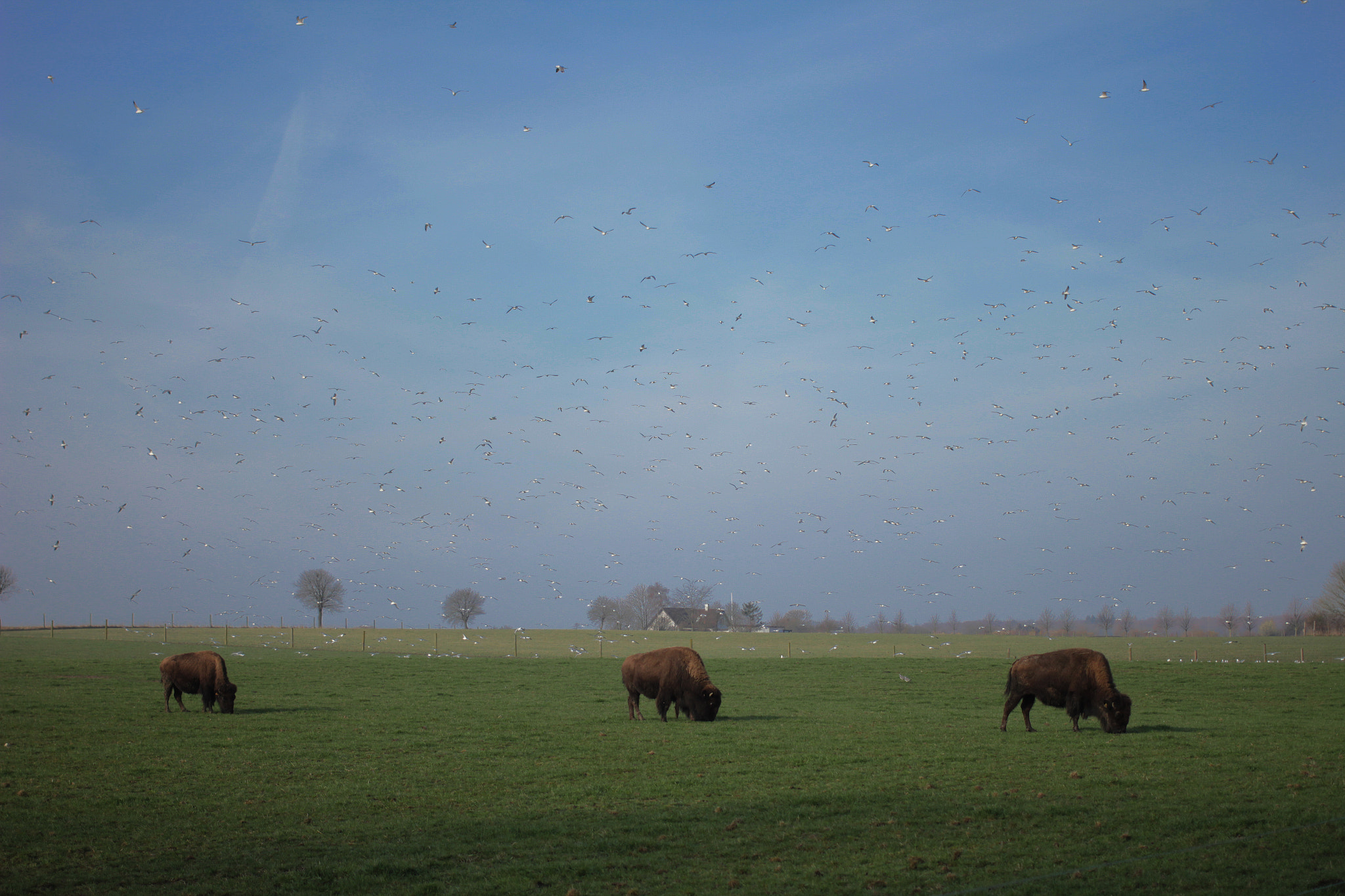 Canon EOS 550D (EOS Rebel T2i / EOS Kiss X4) sample photo. Bison trio with seagull choir photography