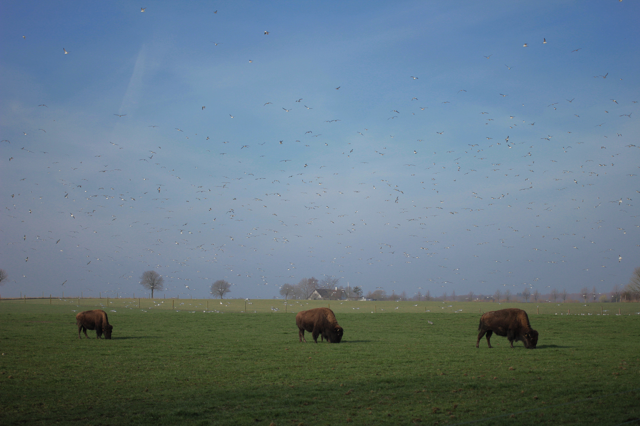 Canon EOS 550D (EOS Rebel T2i / EOS Kiss X4) + Canon EF 40mm F2.8 STM sample photo. Bison trio with seagull choir photography