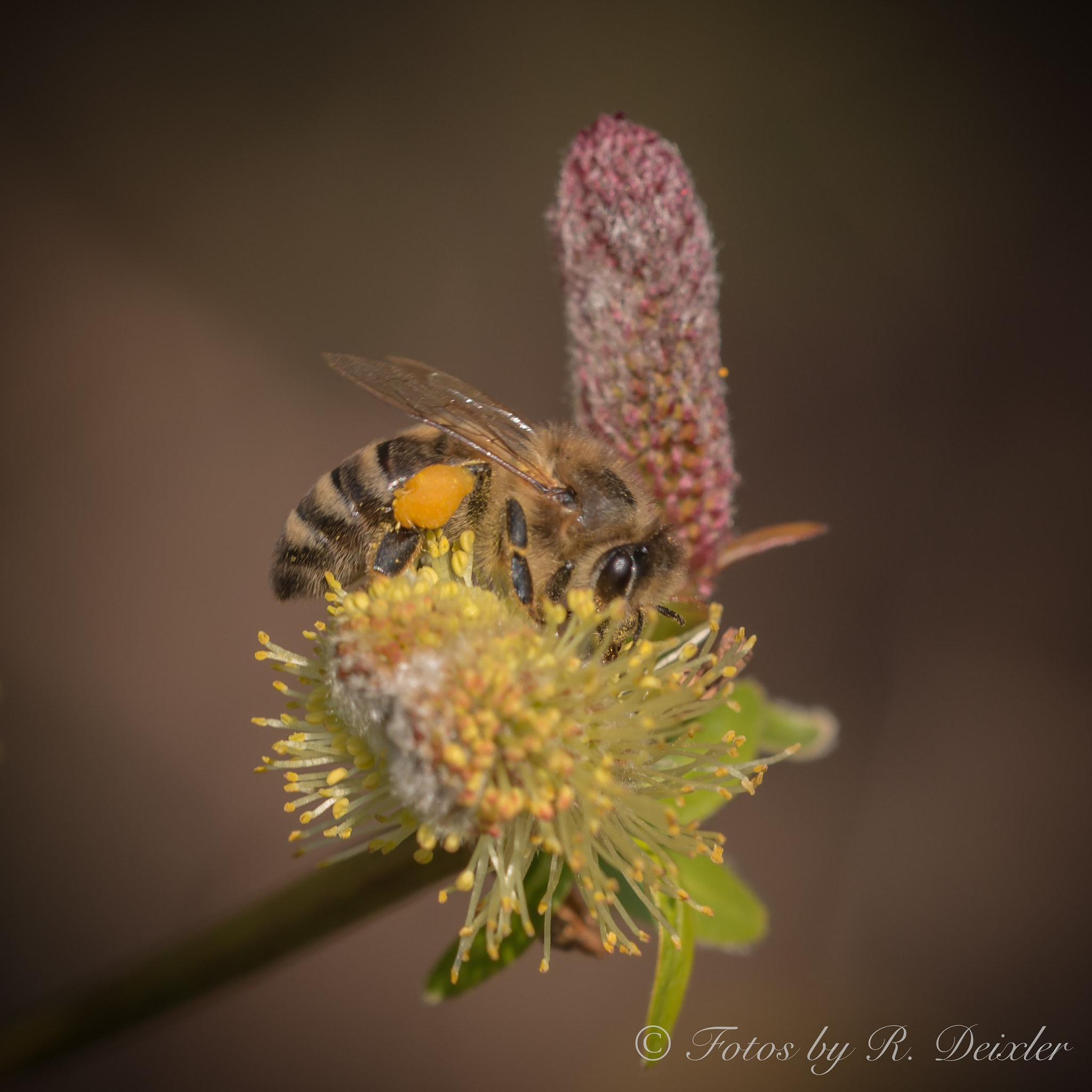 Sigma 150mm f/2.8 EX DG OS HSM APO Macro sample photo. Honigbiene 19 photography