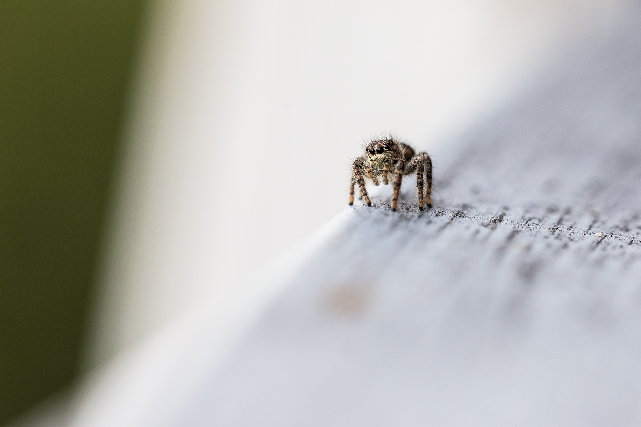 Sigma 150mm f/2.8 EX DG OS HSM APO Macro sample photo. Jumper @home! photography