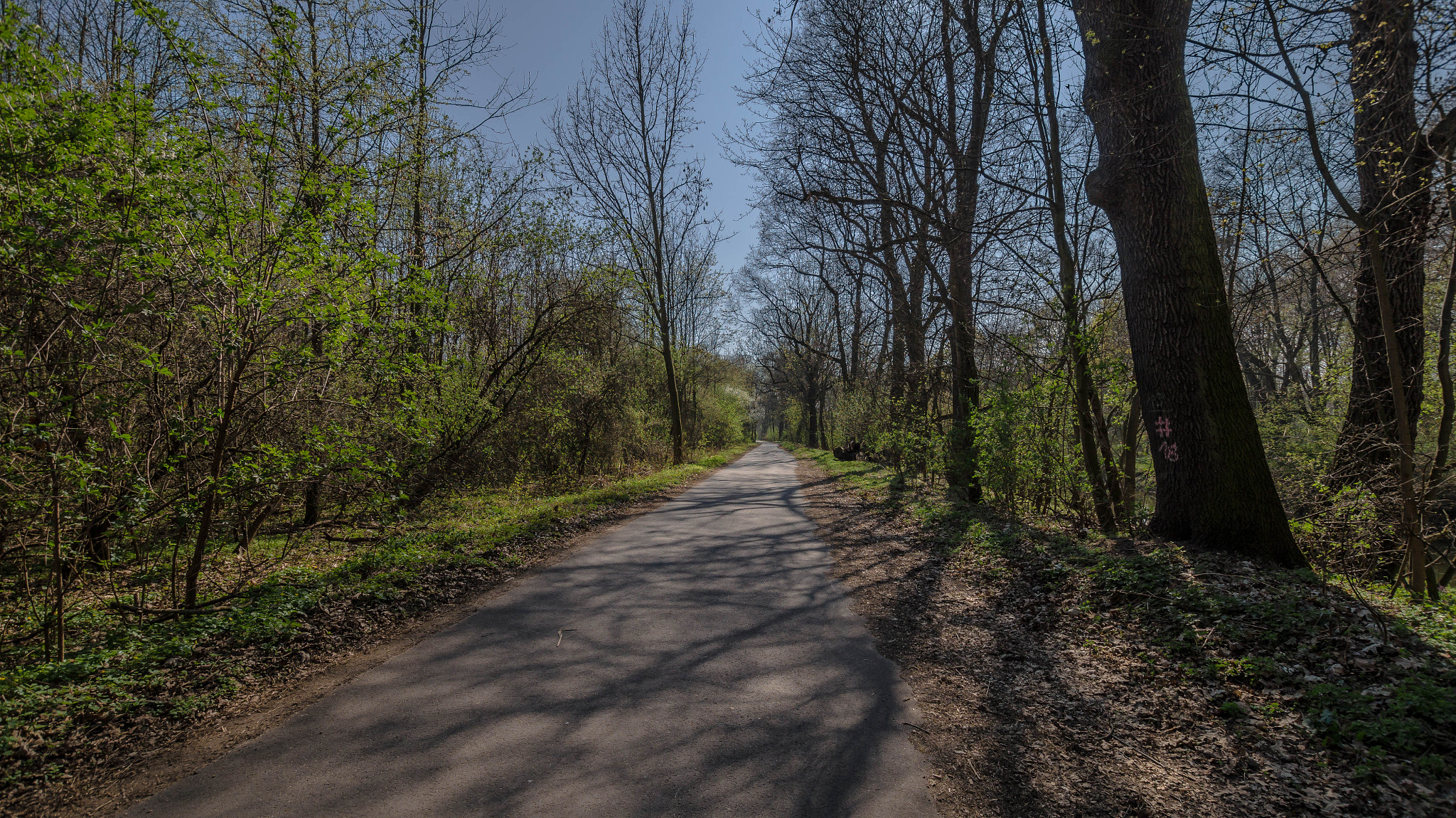 Sony SLT-A58 + Sigma 10-20mm F3.5 EX DC HSM sample photo. Forest path photography