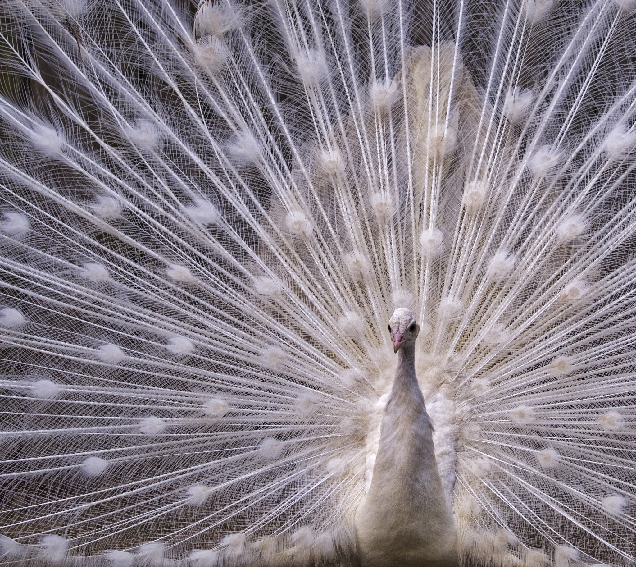 Olympus OM-D E-M5 II sample photo. White peacock photography